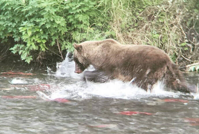 The snow-packed, cooled waters of the Russian River provide for salmon and bears alike. (Photo by Tanner Inman)