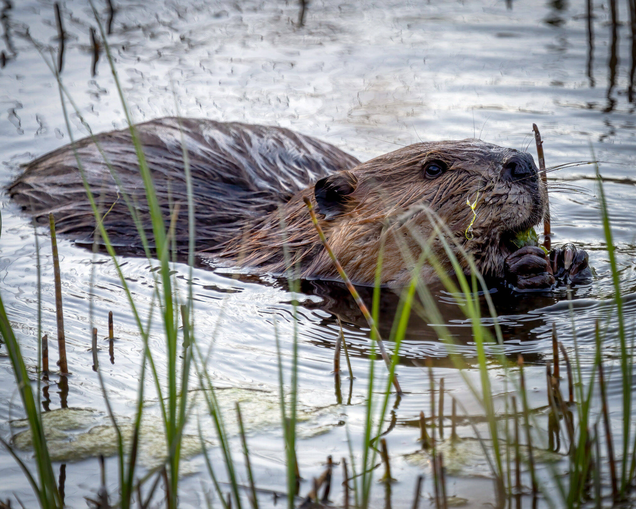 Nature-based solutions like conserving peatlands and encouraging beaver in the right places and times are promising tools for ensuring abundant cool waters for fish and people. (Photo by C. Canterbury/USFWS)