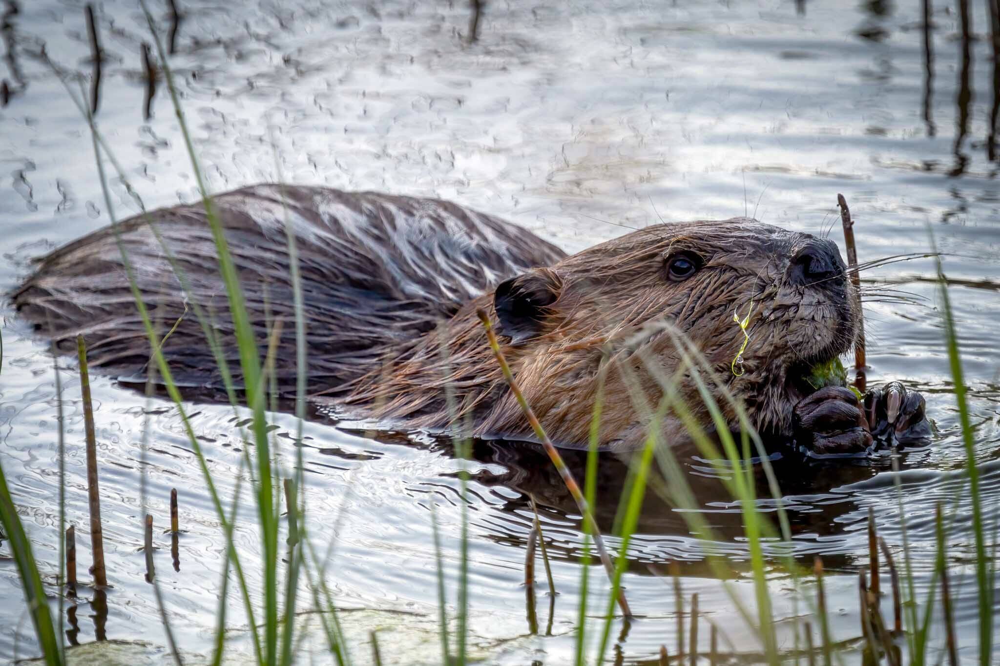 Nature-based solutions like conserving peatlands and encouraging beaver in the right places and times are promising tools for ensuring abundant cool waters for fish and people. (Photo by C. Canterbury/USFWS)