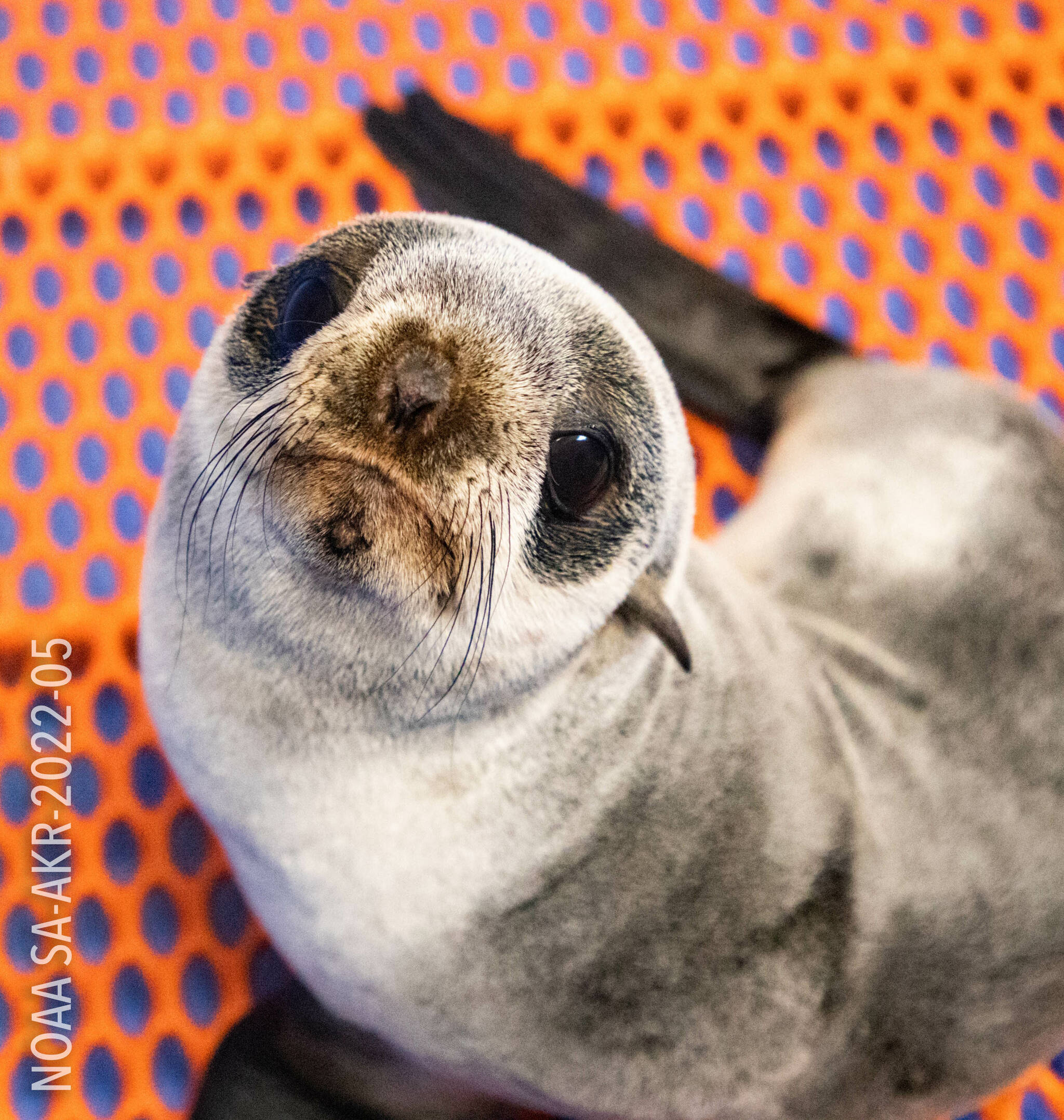 The northern fur seal rescued by Alaska SeaLife Center staff is seen on Jan. 31, 2023, at the Alaska SeaLife Center in Seward, Alaska. (Photo courtesy Kaiti Grant/Alaska SeaLife Center)