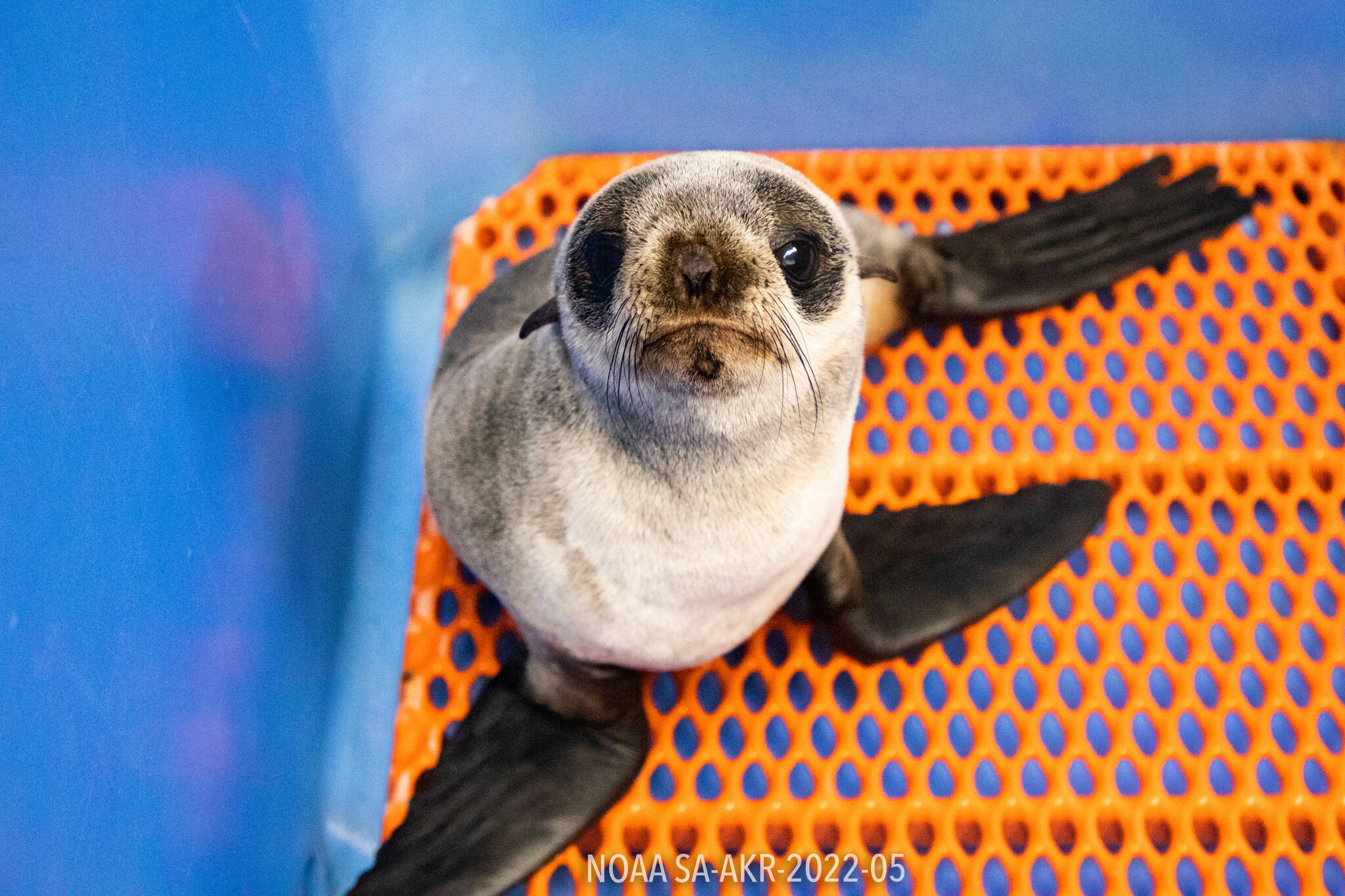 The northern fur seal rescued by Alaska SeaLife Center staff is seen on Jan. 31, 2023, at the Alaska SeaLife Center in Seward, Alaska. (Photo courtesy Kaiti Grant/Alaska SeaLife Center)