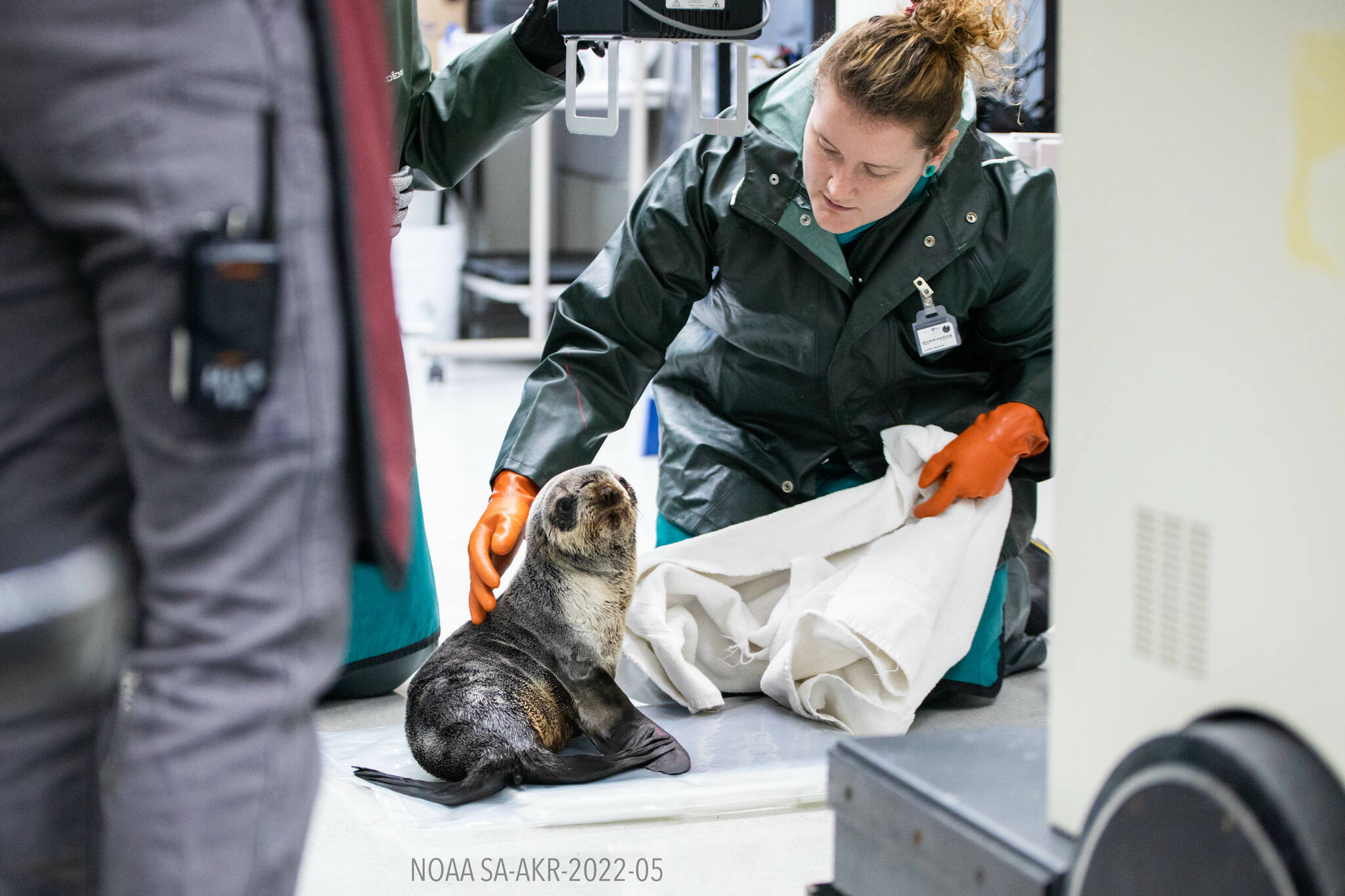 A rescued northern fur seal is treated by Alaska SeaLife Center staff on Jan. 31, 2023, at the Alaska SeaLife Center in Seward, Alaska. (Photo courtesy Kaiti Grant/Alaska SeaLife Center)