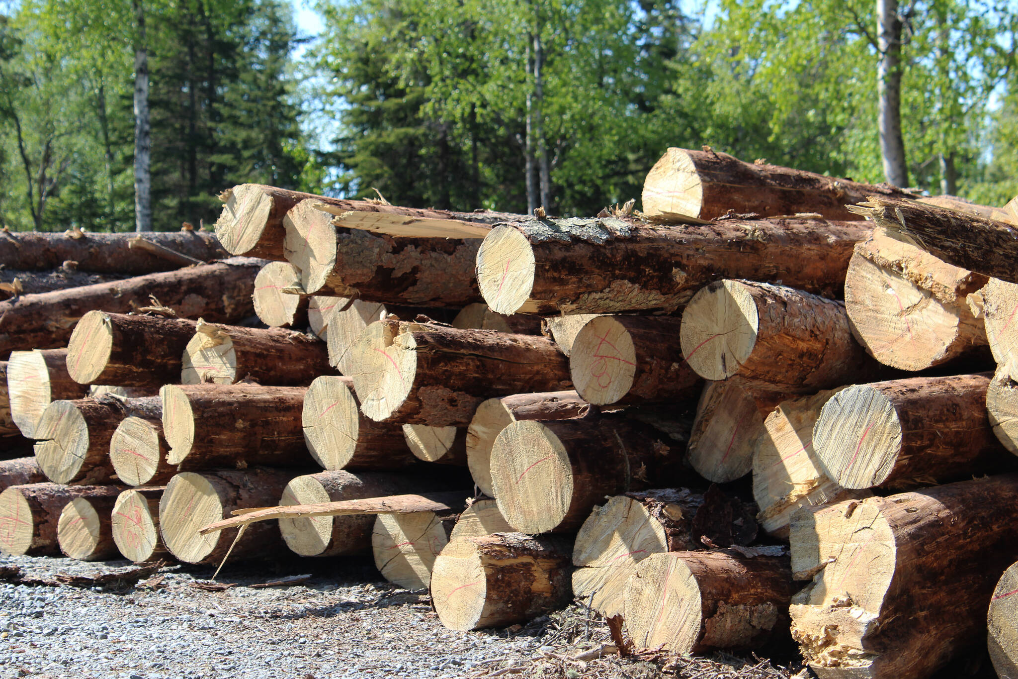 Wood is piled near the entrance to Centennial Park on Thursday, May 26, 2022, in Soldotna, Alaska. (Ashlyn O’Hara/Peninsula Clarion)