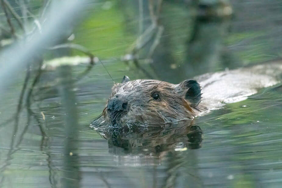 A beaver coasts by in search of the perfect stick for a dam repair. (Photo by C. Canterbury, USFWS)