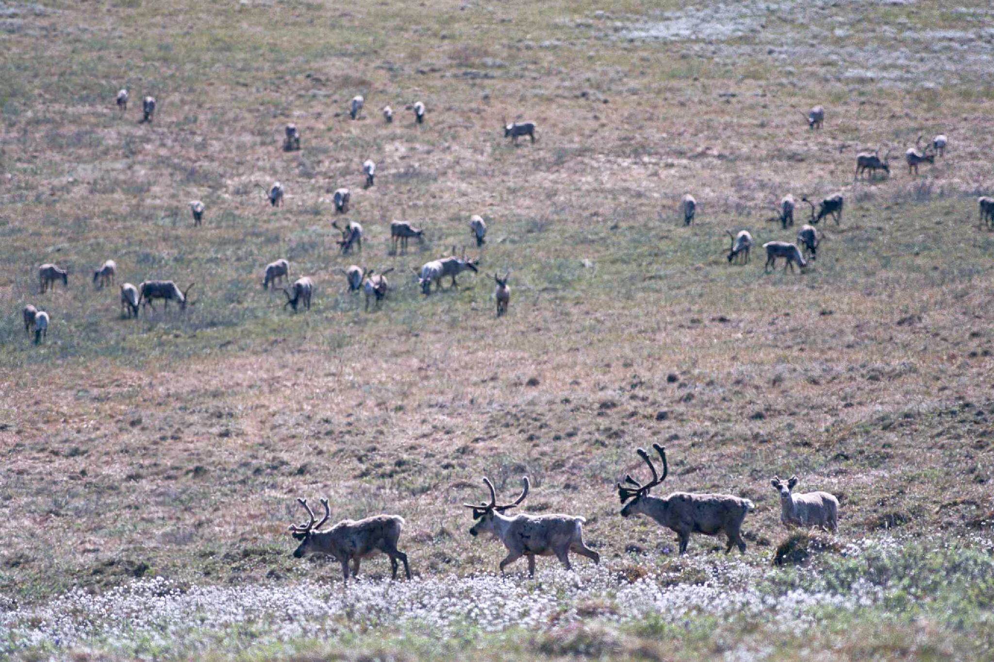 Caribou graze on the greening tundra of the Arctic National Wildlife Refuge in northeast Alaska in June, 2001. (Michael Penn / Juneau Empire File)