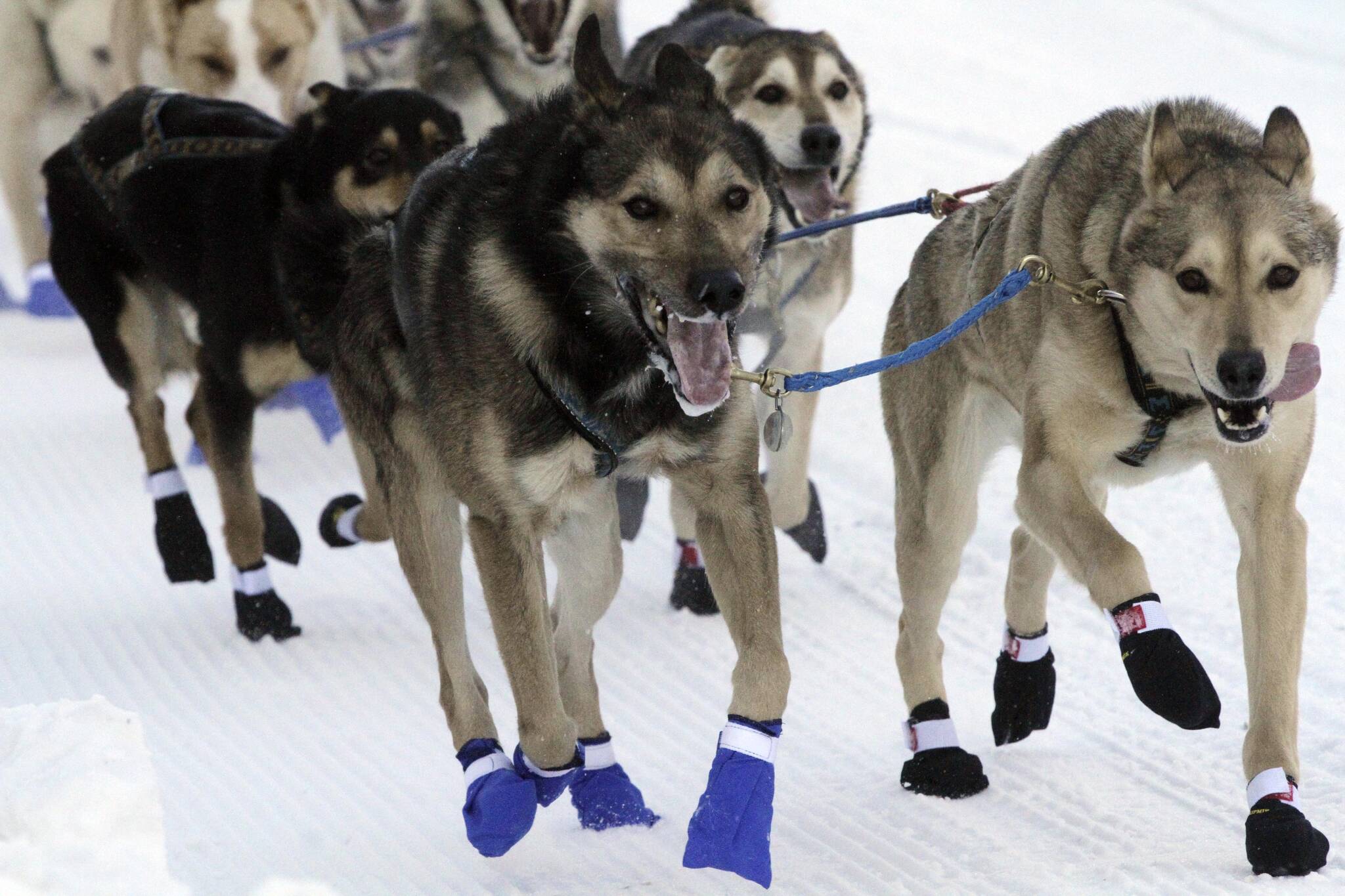 The lead dogs for musher Bailey Vitello of Milan, New Hampshire, run down Fourth Avenue during the Iditarod Trail Sled Dog Race’s ceremonial start in downtown Anchorage, Alaska, on Saturday, March 4, 2023. (AP Photo/Mark Thiessen)