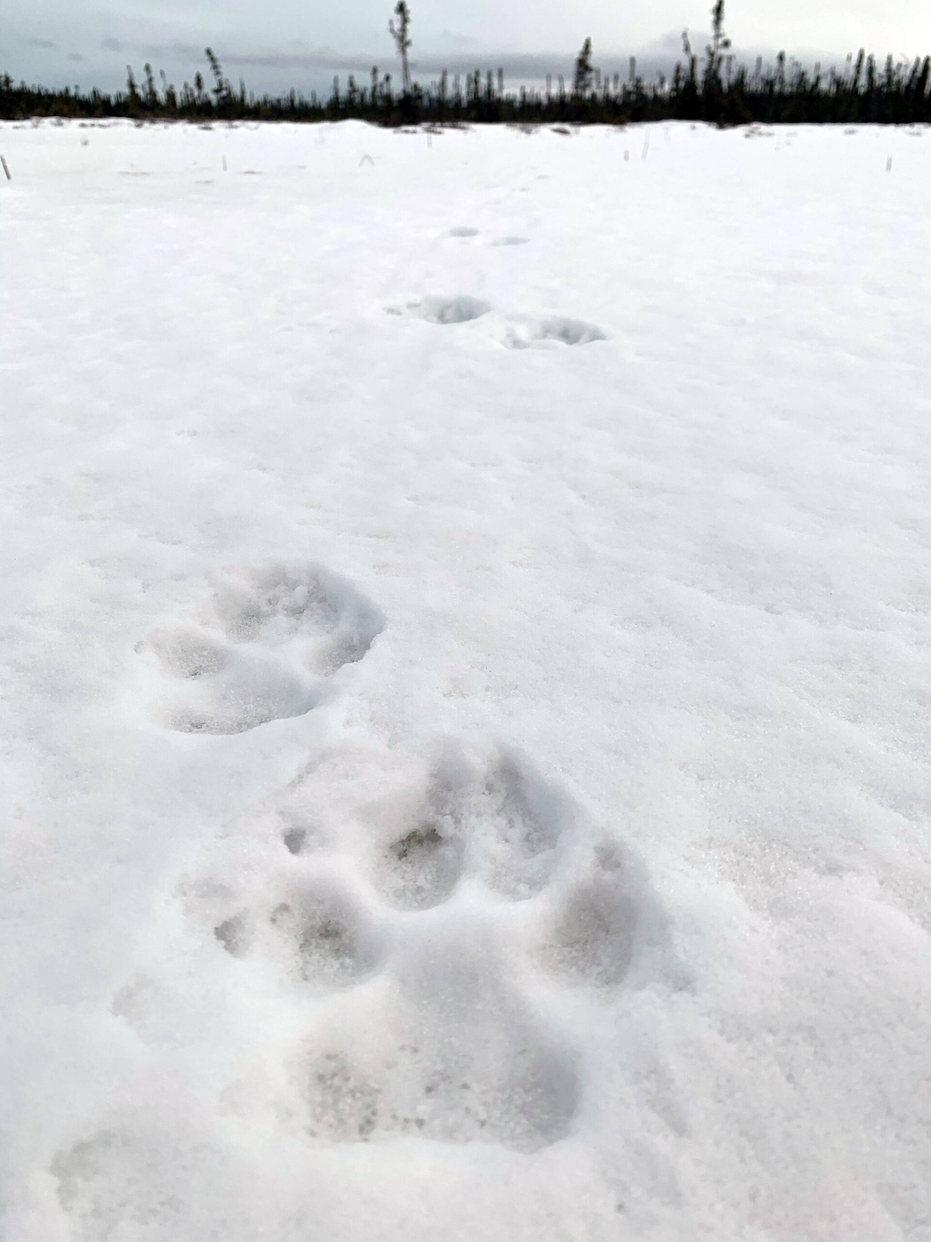 Wolf track on the Kenai National Wildlife Refuge. (Photo by USFWS/Colin Canterbury)