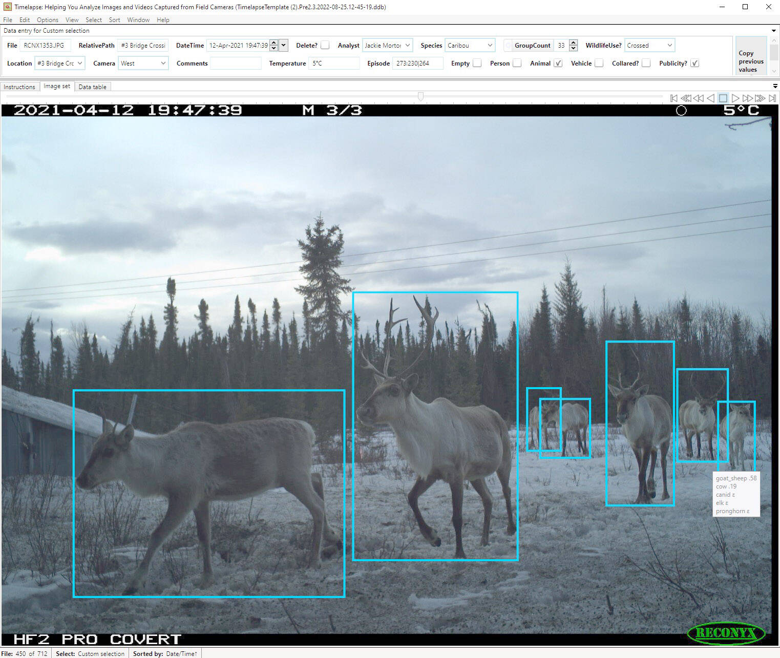 Screenshot of MegaDetector identifying caribou on Timelapse2. (Photo by C. Canterbury and J. Morton/USFWS)