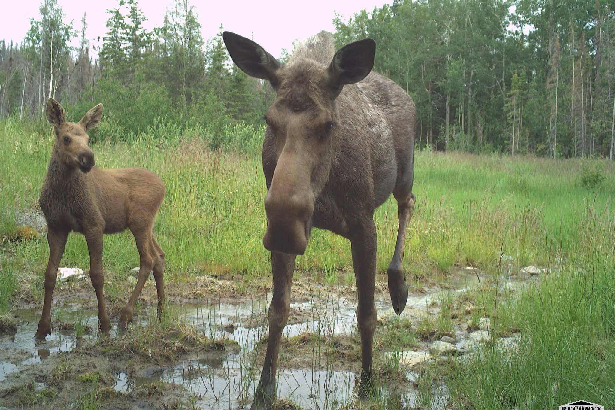 A moose cow and calf walking toward a wildlife crossing structure. (Photo by C. Canterbury/USFWS)