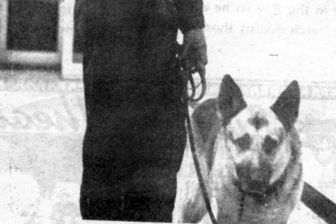 Trainer Ted Fields, of Anchorage, stands with his search dog, Hite, in Seward in August 1971. (Original photo from the Seward Phoenix Log)
