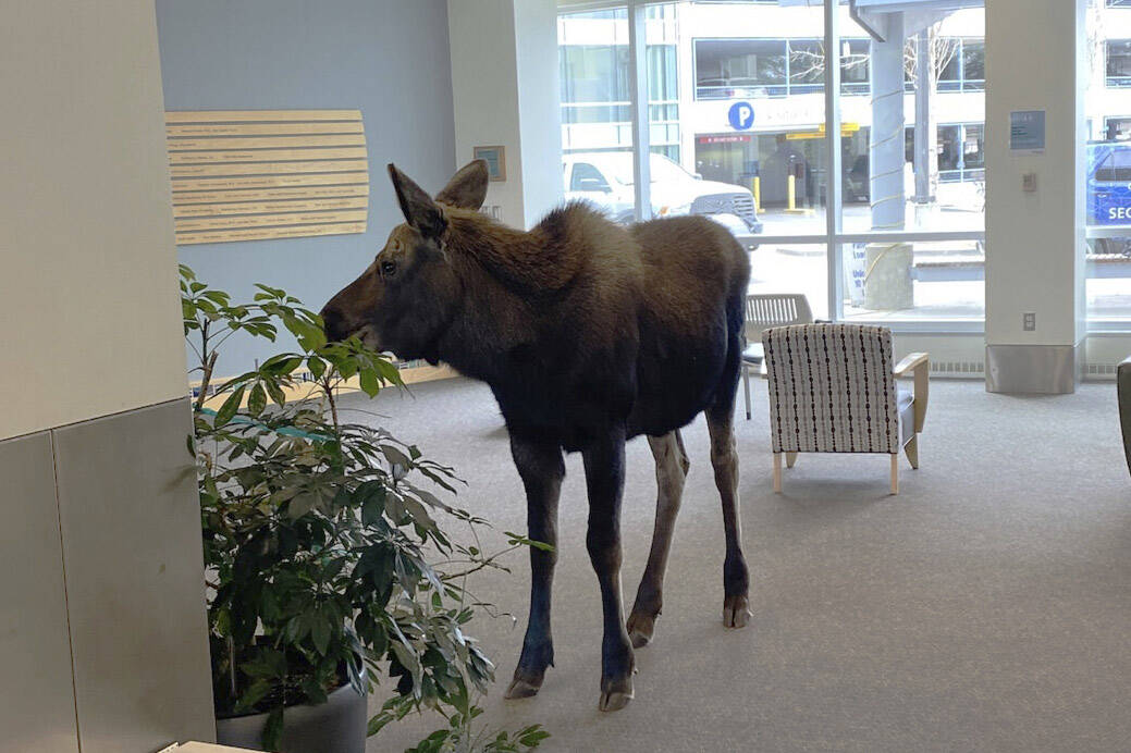 In this Thursday, April 6, 2023, image provided by Providence Alaska, a moose stands inside a Providence Alaska Health Park medical building in Anchorage, Alaska. The moose chomped on plants in the lobby until security was able to shoo it out, but not before people stopped by to take photos of the moose. (Providence Alaska via AP)