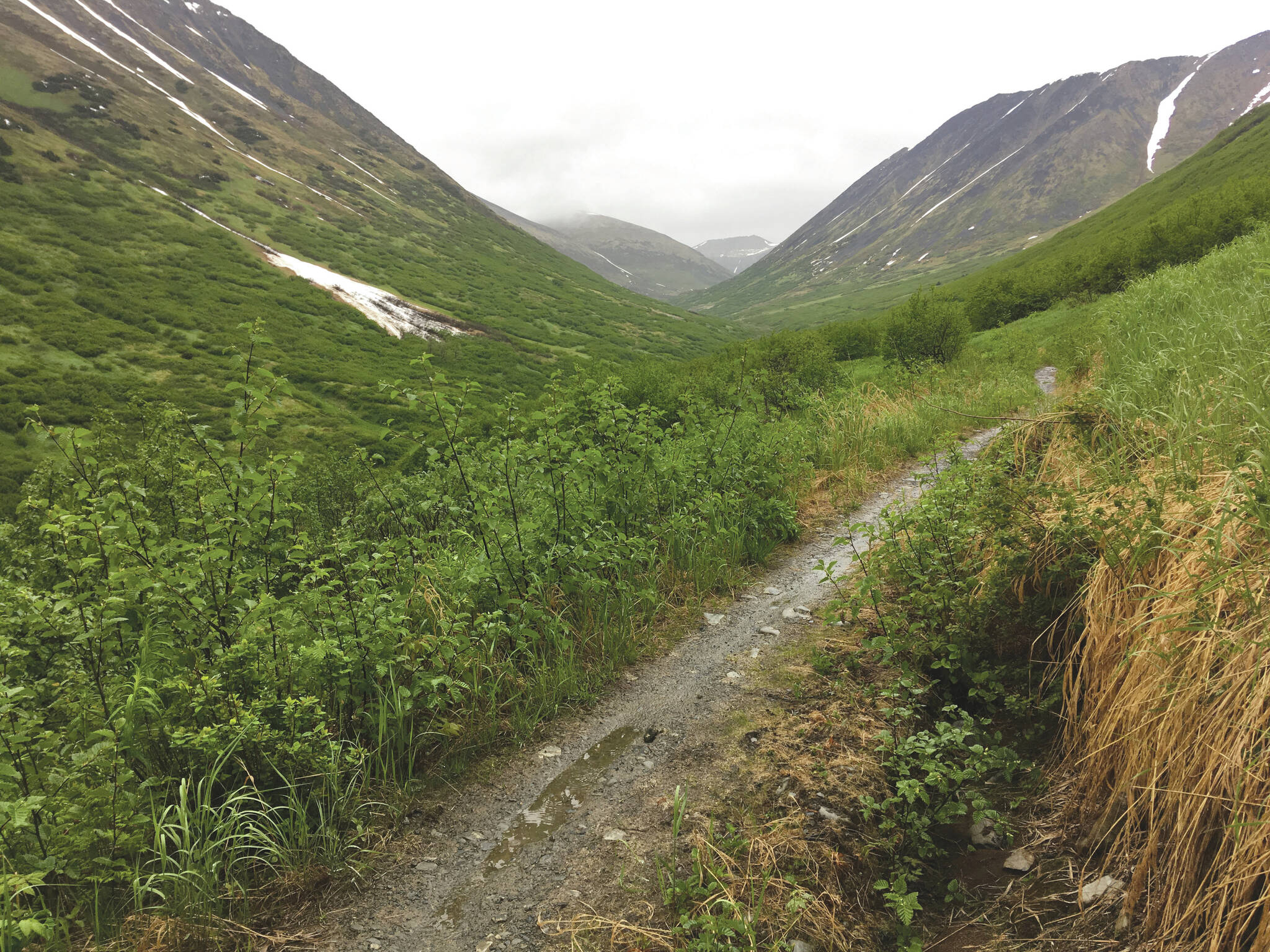 Jeff Helminiak/Peninsula Clarion
The Devil’s Creek Trail in Chugach National Forest, seen June 15, 2018.
