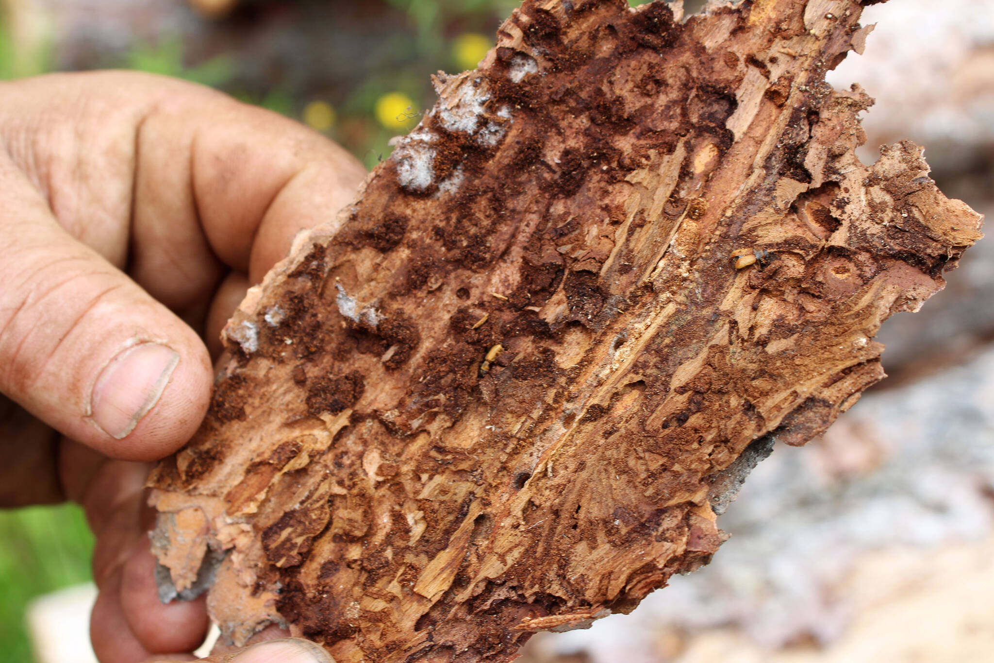 A spruce bark beetle is seen on the underside of a piece of bark taken from logs stacked near Central Peninsula Landfill on Thursday, July 1, 2021, near Soldotna . (Ashlyn O’Hara/Peninsula Clarion)