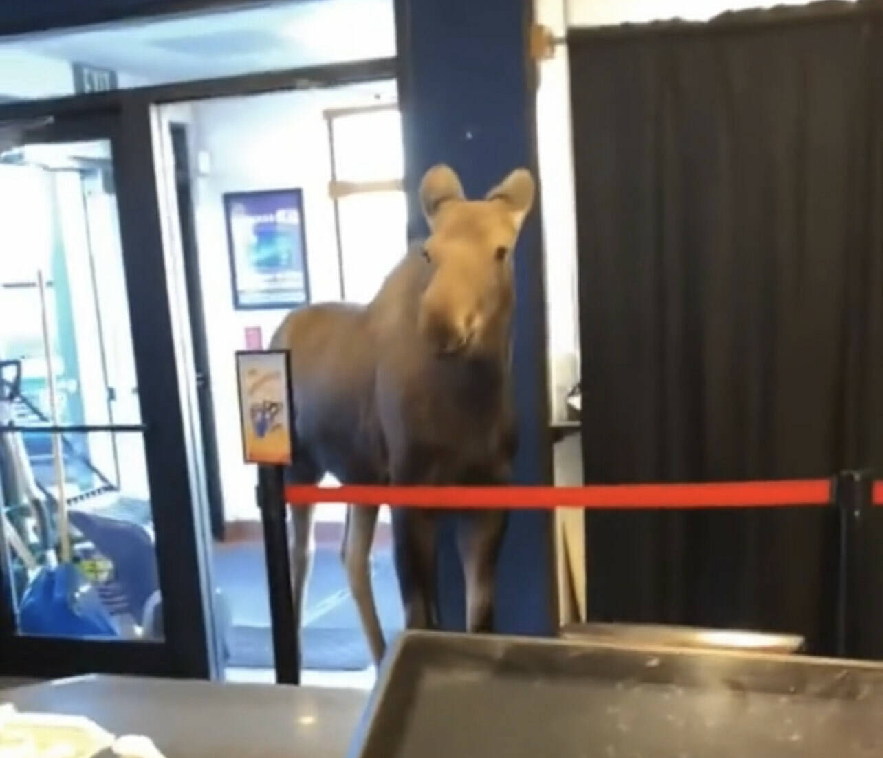 A moose walks into the lobby of the Kenai Cinemas in Kenai, Alaska on Wednesday, April 19, 2023. (Photo courtesy Kenai Cinemas)