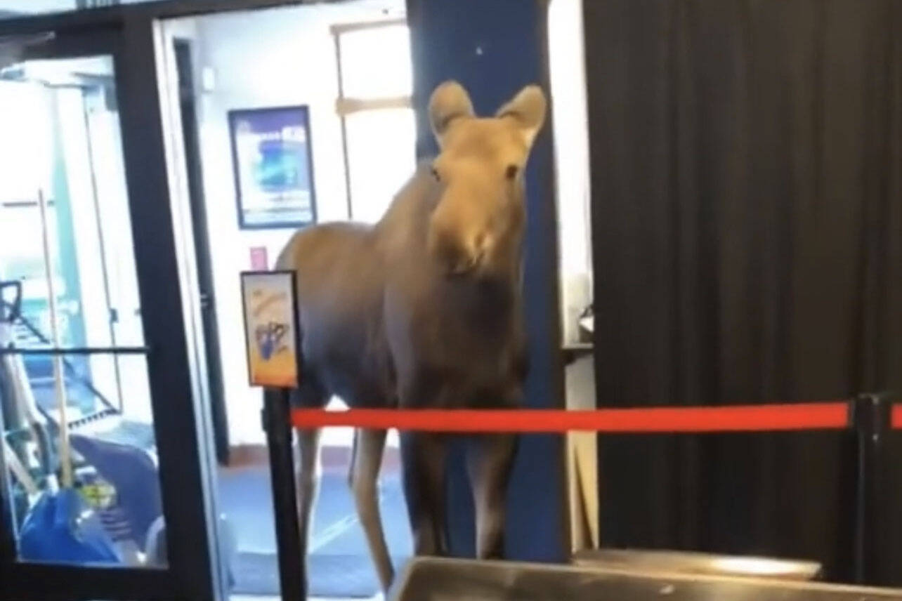 A moose walks into the lobby of the Kenai Cinemas in Kenai, Alaska, on Wednesday, April 19, 2023. (Photo courtesy Kenai Cinemas)