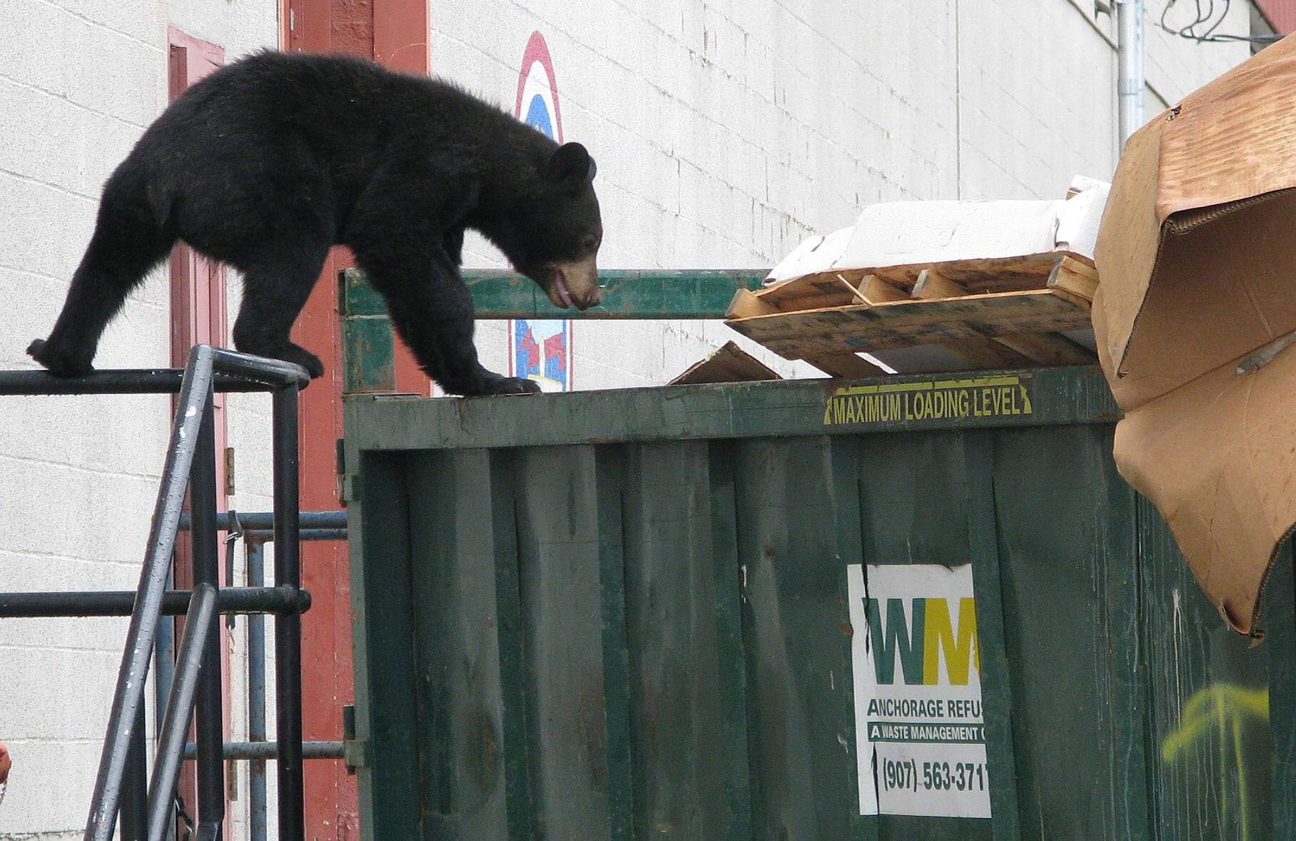 A young black bear climbs in a dumpster at Fort Richardson in Alaska. (Photo by Chris Garner, Dave Battle)