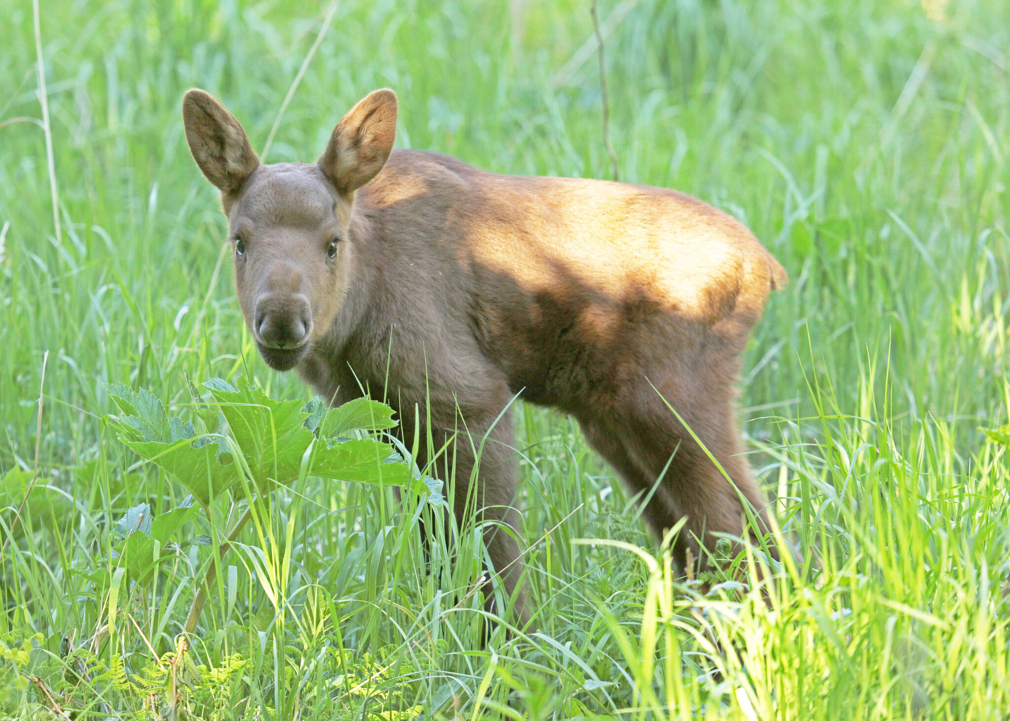 Springtime baby moose. (Tim Bowman/ADF&G)