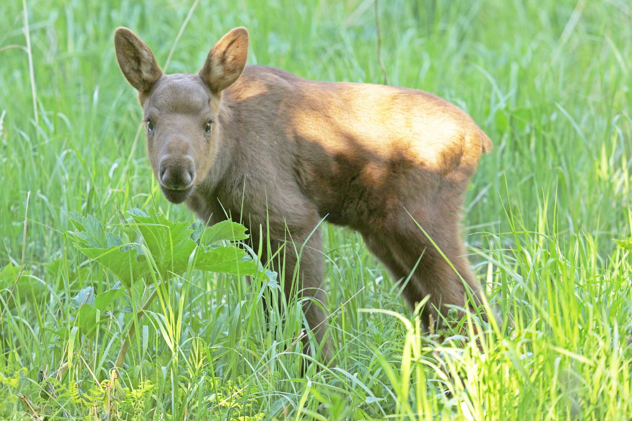 Springtime baby moose. (Tim Bowman/ADF&G)