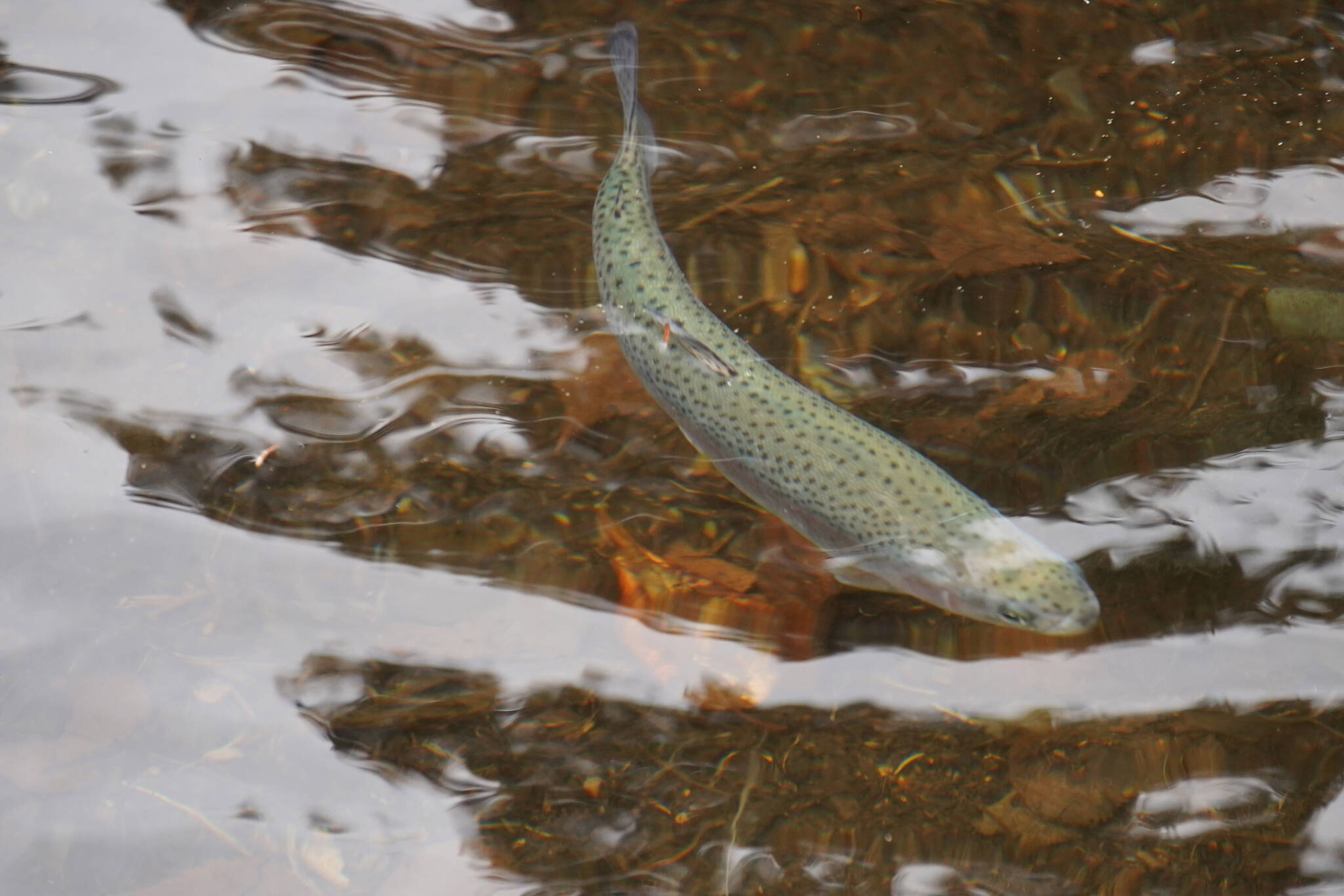 A freshly stocked rainbow trout swims in Johnson Lake during Salmon Celebration on Wednesday, May 10, 2023, at Johnson Lake in Kasilof, Alaska. (Jake Dye/Peninsula Clarion)