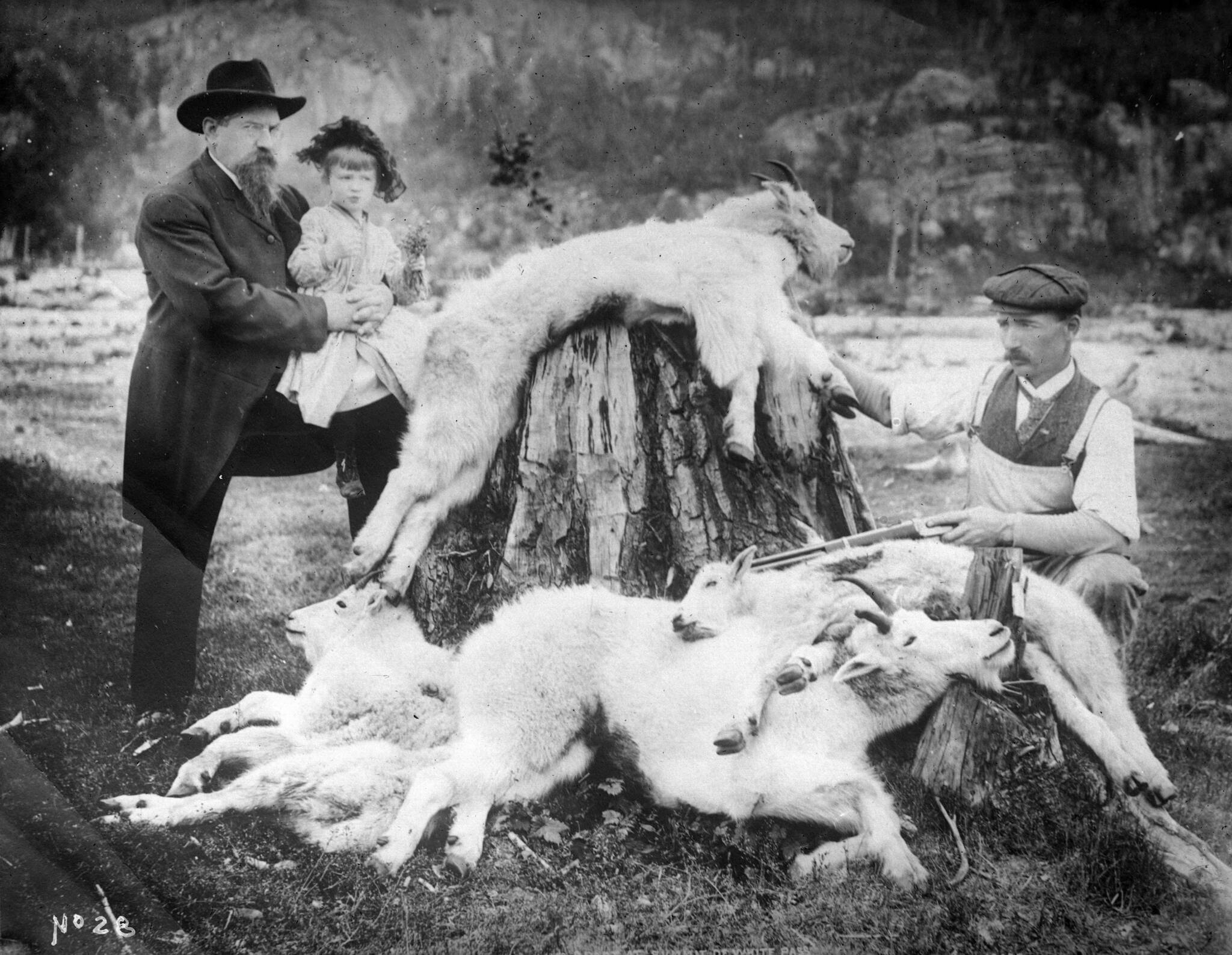 (Photo from a lantern slide courtesy of Gary Titus
This 1904 Baughman Collection photo shows two hunters—Dr. John Baughman (left, holding girl) and W.H. Case—with four mountain goats they killed near the summit of White Pass and brought back to their home in Skagway later by train.
