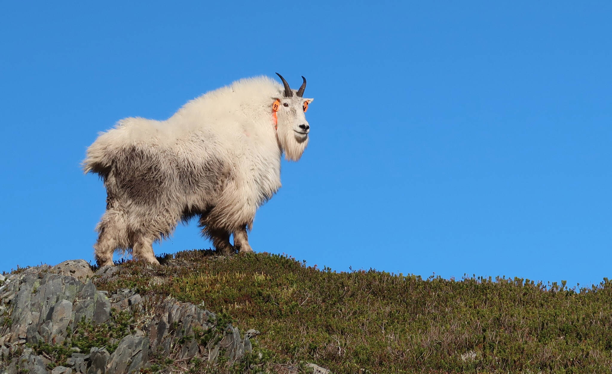 An adult male mountain goat with GPS radio collar shortly after release. (Photo by Dom Watts/FWS)