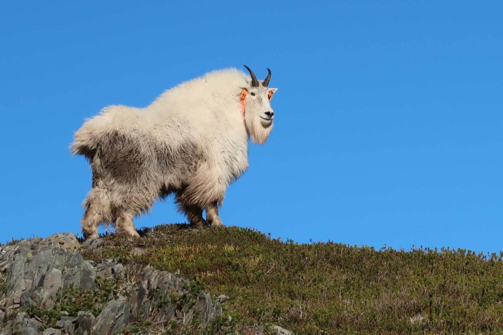 Refuge Notebook: Studies investigate mountain goat movements, habitats ... Biology Diagrams