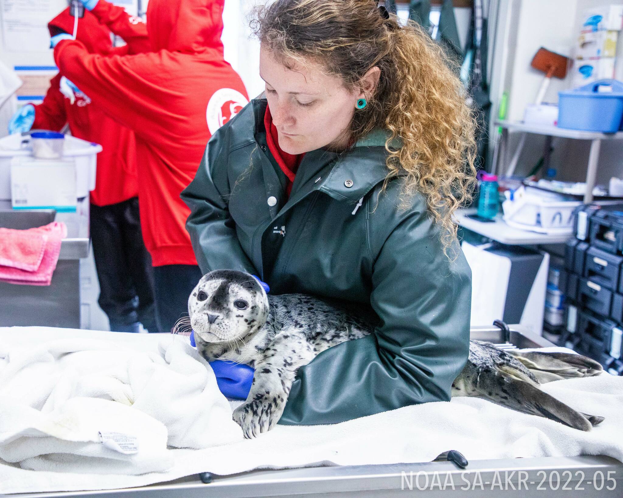 Alaska SeaLife Center staff treat a harbor seal pup at the Alaska SeaLife Center in Seward, Alaska. (Photo courtesy Kaiti Grant/Alaska SeaLife Center)