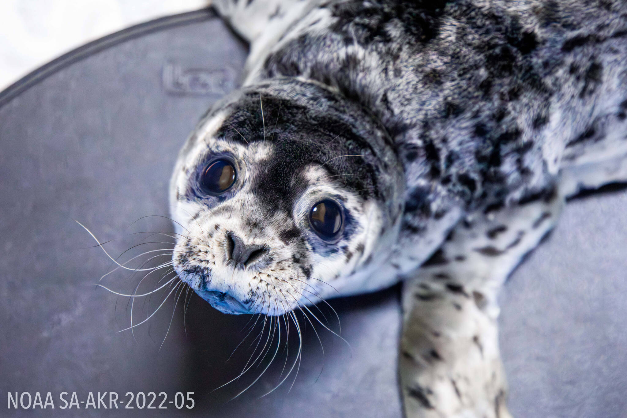 One of three recently admitted harbor seal pups is seen at the Alaska SeaLife Center in Seward, Alaska. (Photo courtesy Kaiti Grant/Alaska SeaLife Center)