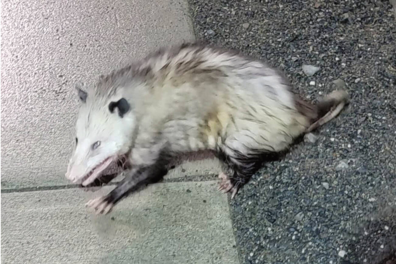 “Grubby” the Virginia opossum is captured by Homer Police officer Taylor Crowder on Wednesday, May 24, 2023 in Homer, Alaska. Photo by Homer Police Department