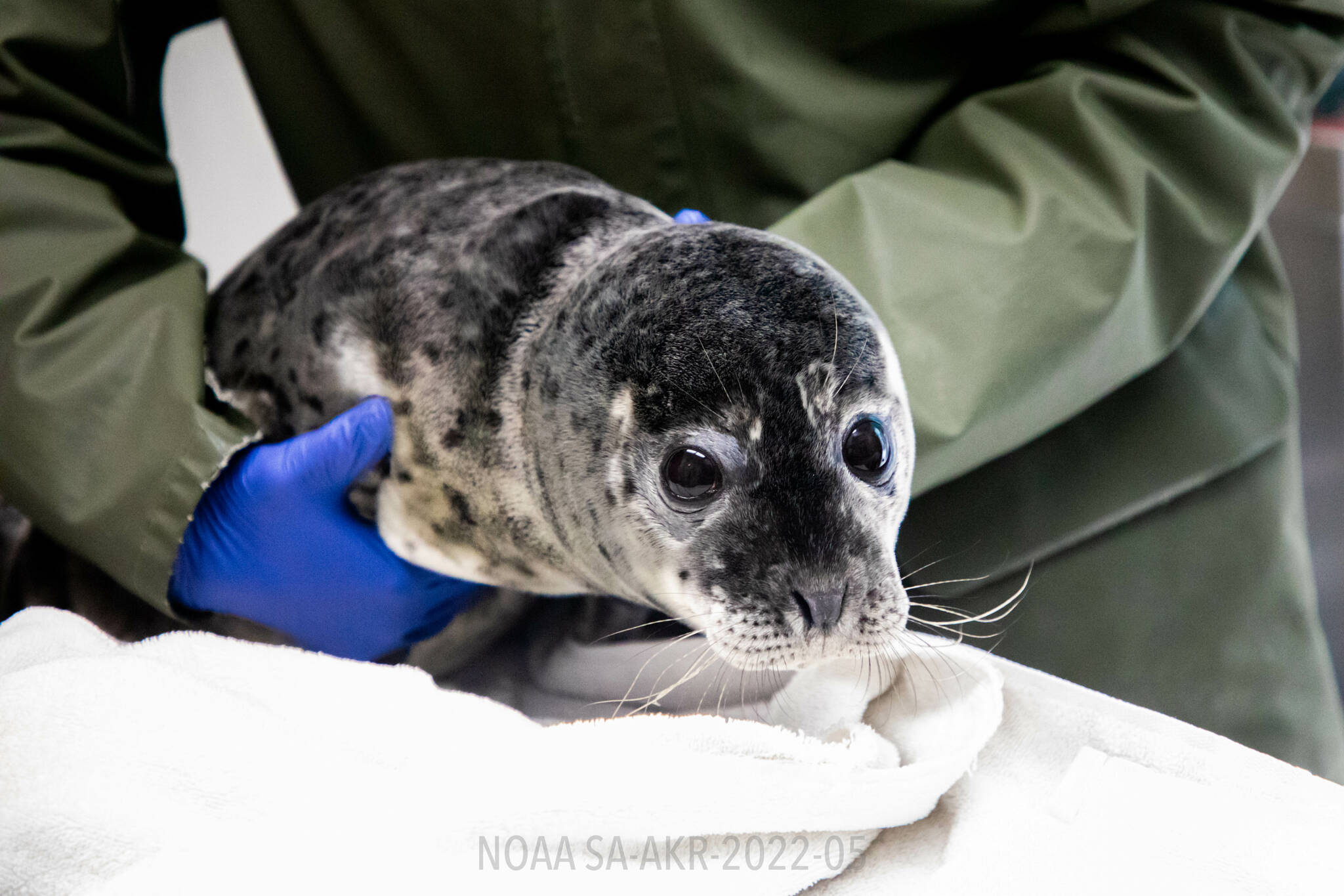 Alaska SeaLife Center staff treat a harbor seal pup at the Alaska SeaLife Center in Seward. (Photo courtesy Kaiti Grant/Alaska SeaLife Center)