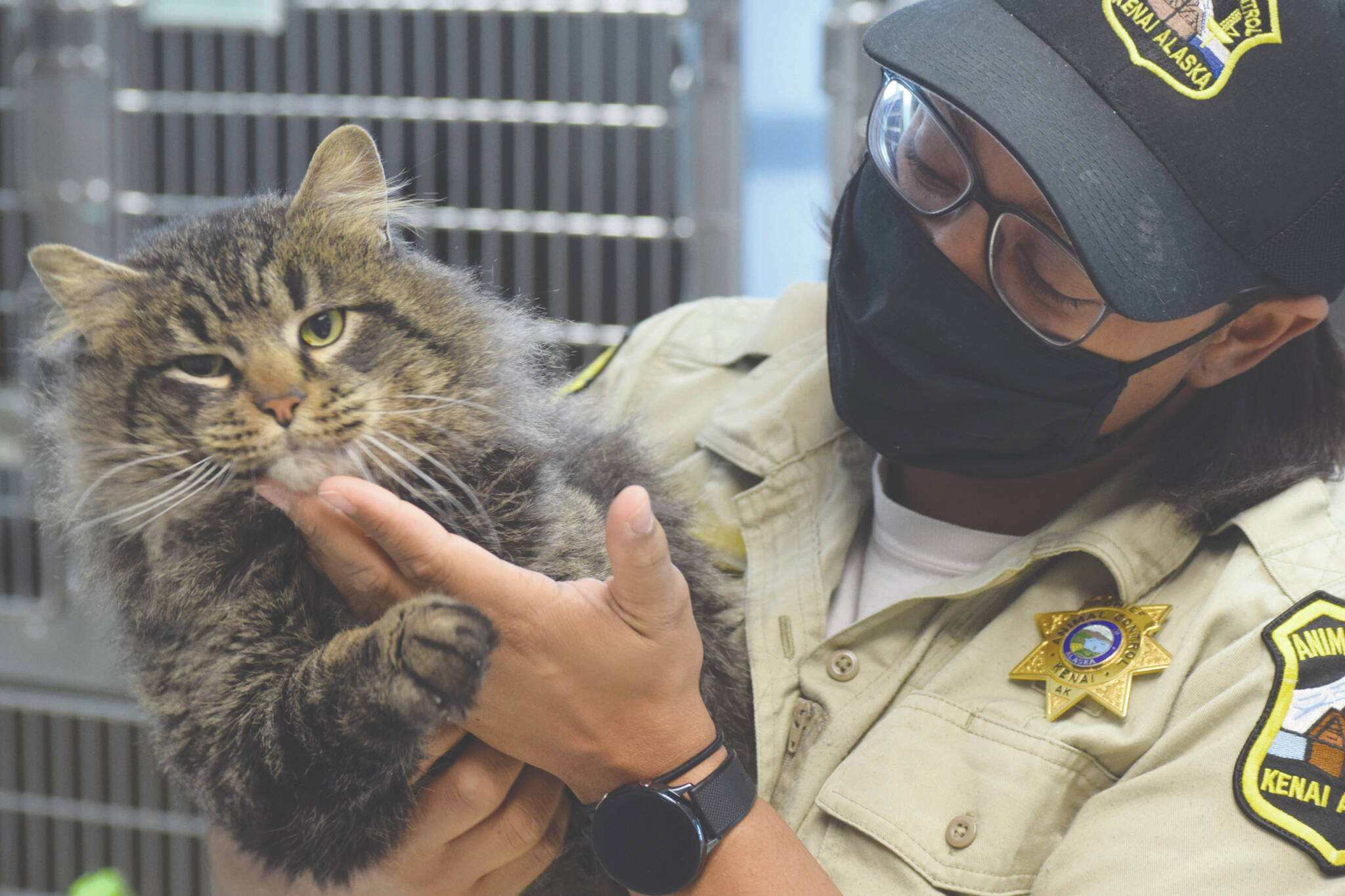 Chief J.J. Hendrickson plays with Torch the cat at the Kenai Animal Shelter on Thursday, Feb. 10, 2022, in Kenai, Alaska. (Photo by Camille Botello/Peninsula Clarion)