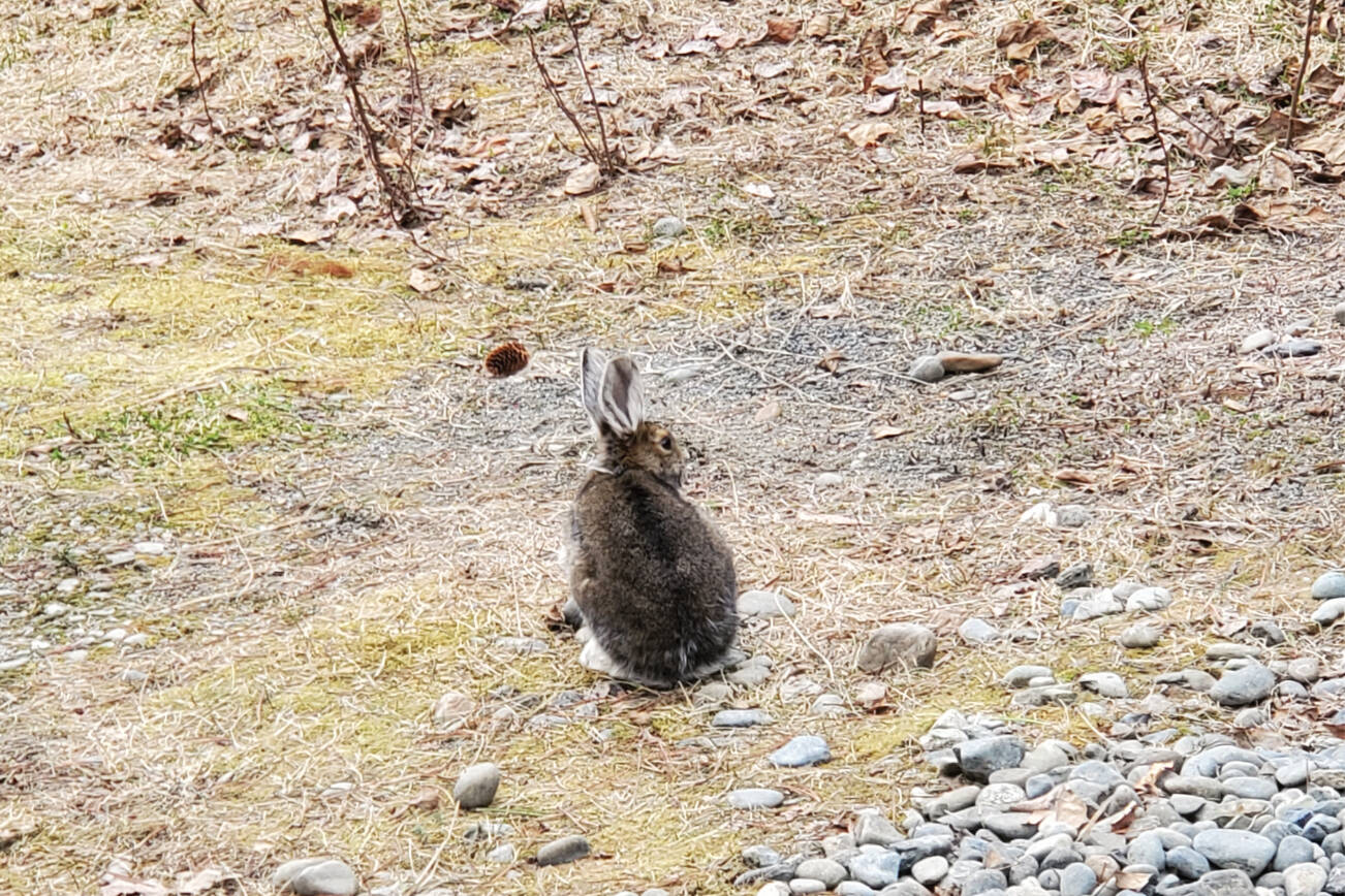 A wild hare stops for a rest in May 2023 in Anchor Point, Alaska. (Delcenia Cosman/Homer News)