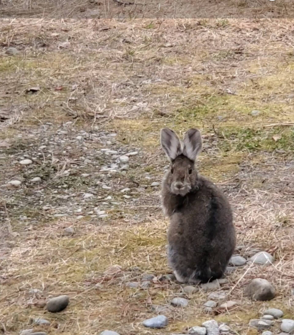 A wild hare peeks over its shoulder at the photographer as it stops for a rest in May 2023 in Anchor Point, Alaska. (Delcenia Cosman/Homer News)