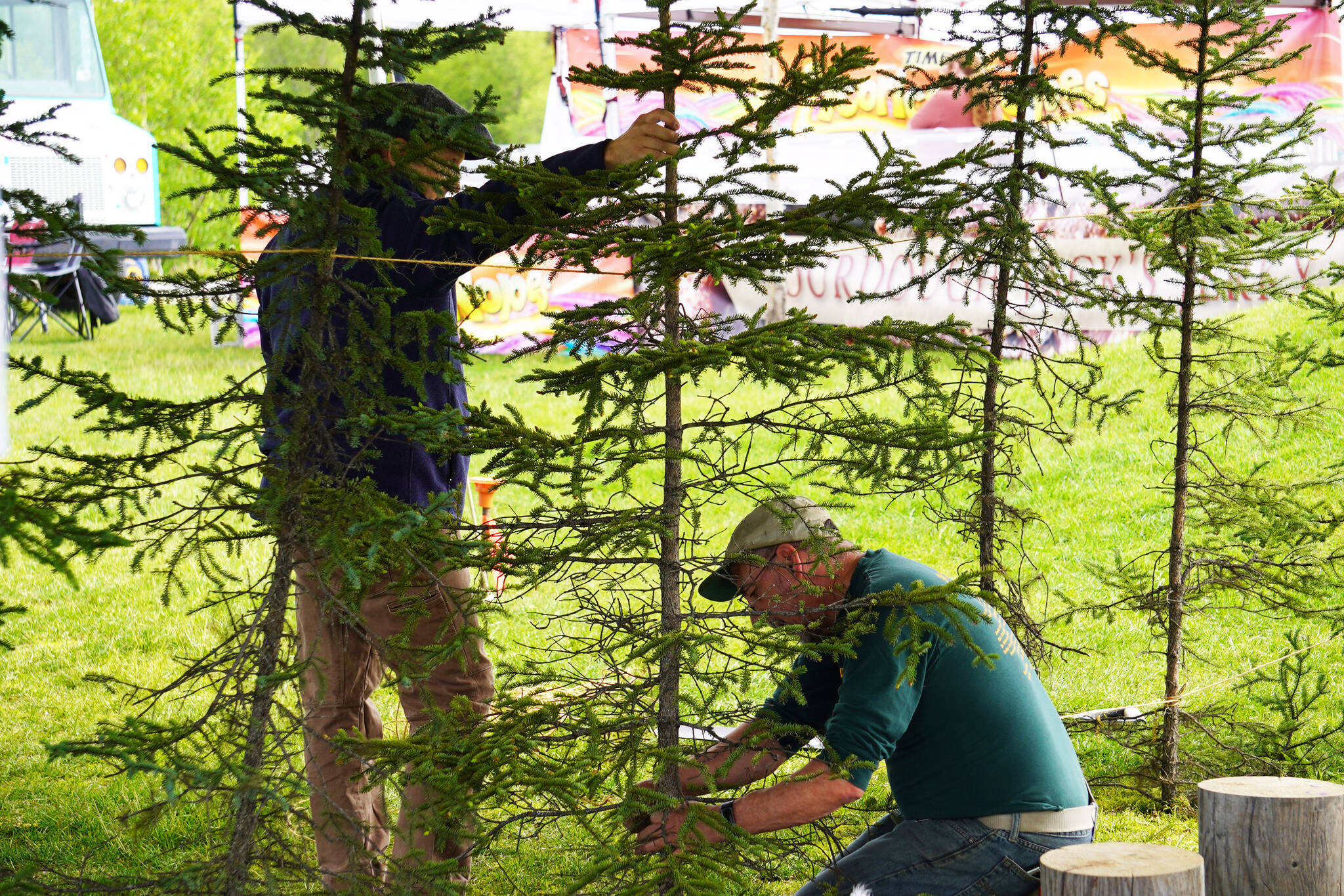 Mitch Michaud, right, tends to a spruce tree during the Kenai River Festival on Friday, June 9, 2023, at Soldotna Creek Park in Soldotna, Alaska. (Jake Dye/Peninsula Clarion)