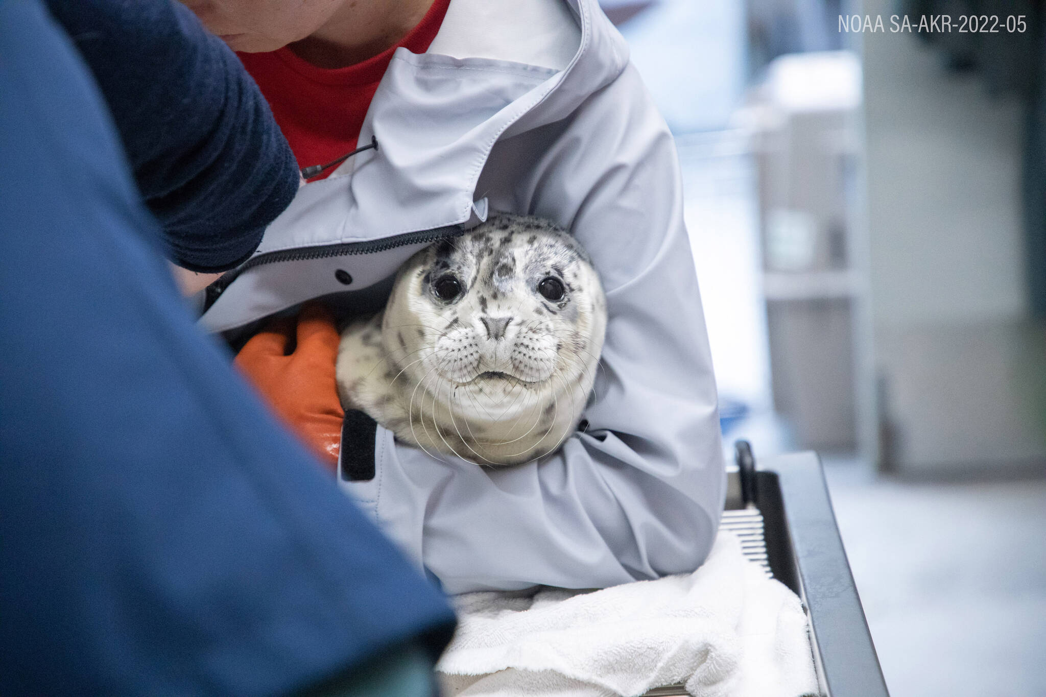 A harbor seal pup looks into the camera at the Alaska SeaLife Center in Seward, Alaska, on Friday, June 2, 2023. (Photo courtesy Peter Sculli/Alaska SeaLife Center)