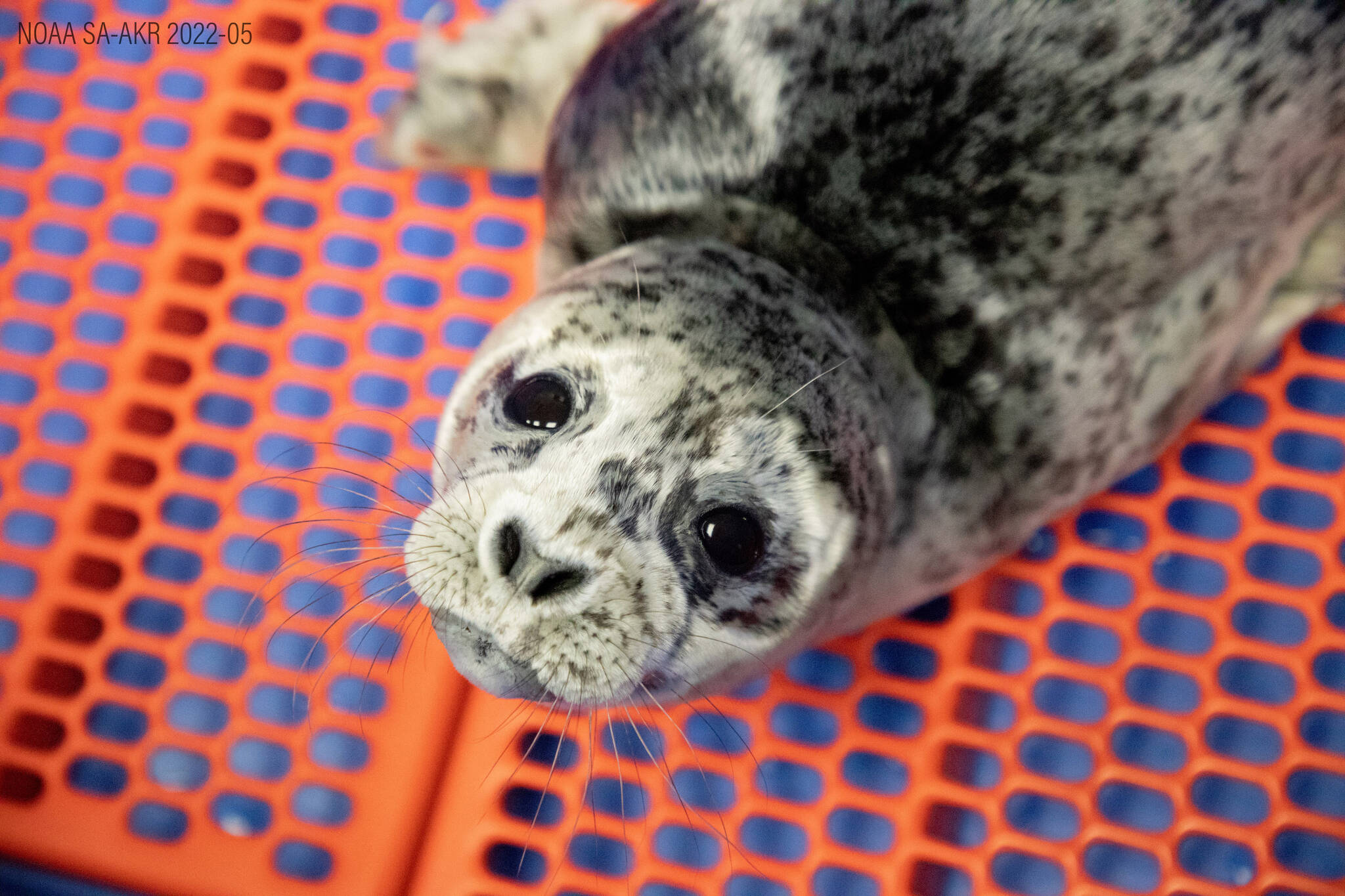 SeaLife Center rescues 5 more harbor seal pups