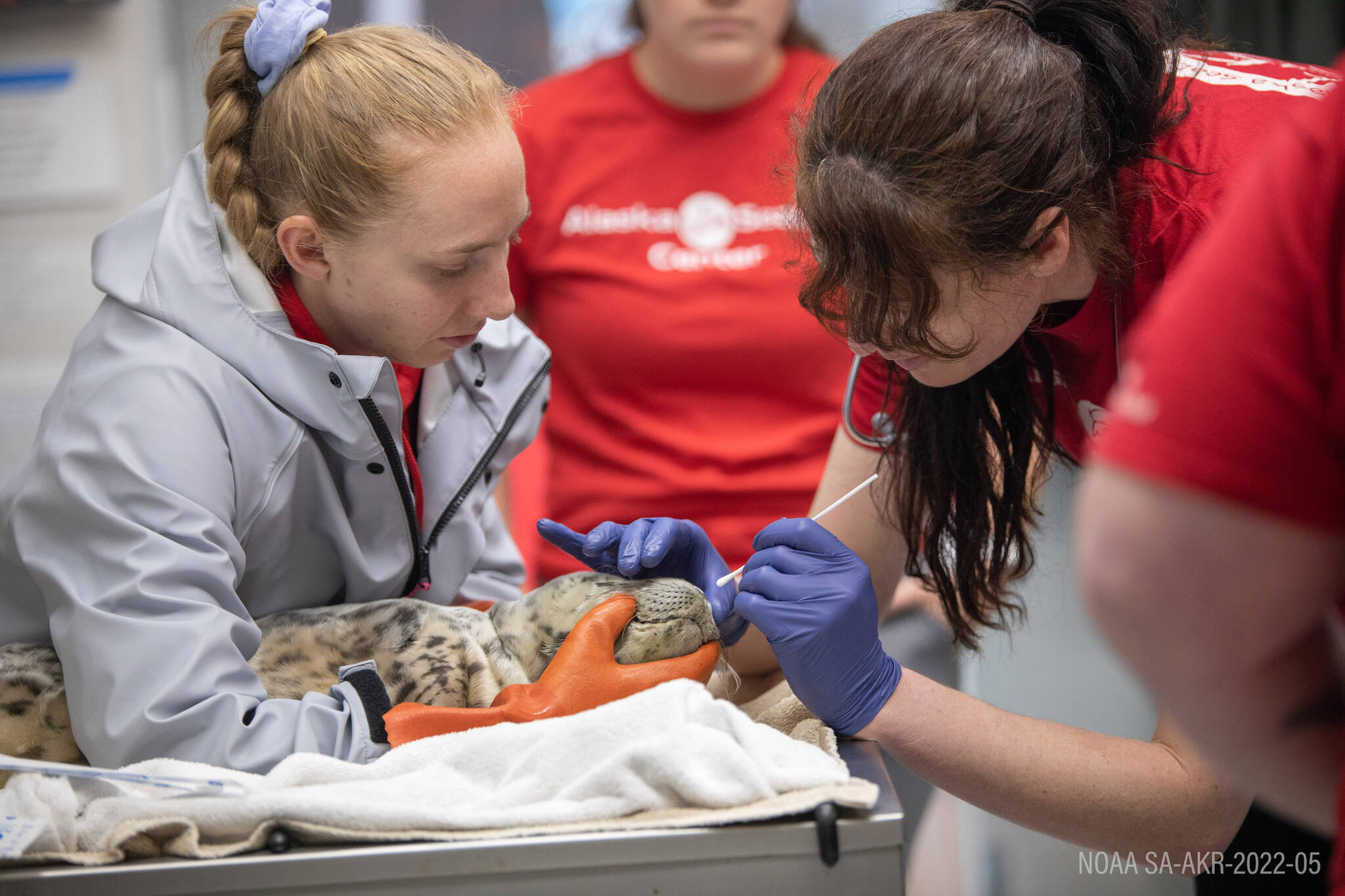 A harbor seal pup is treated by staff at the Alaska SeaLife Center in Seward, Alaska, on Thursday, June 8, 2023. (Photo courtesy Peter Sculli/Alaska SeaLife Center)