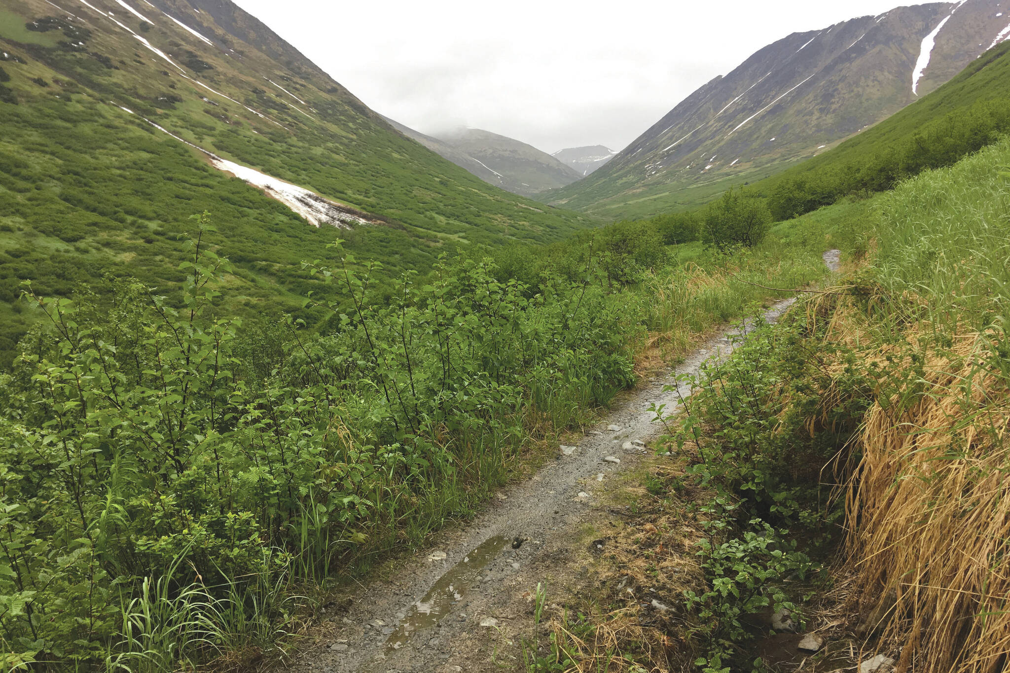 The Devil’s Creek Trail in Chugach National Forest, seen June 15, 2018. (Photo by Jeff Helminiak/Peninsula Clarion)