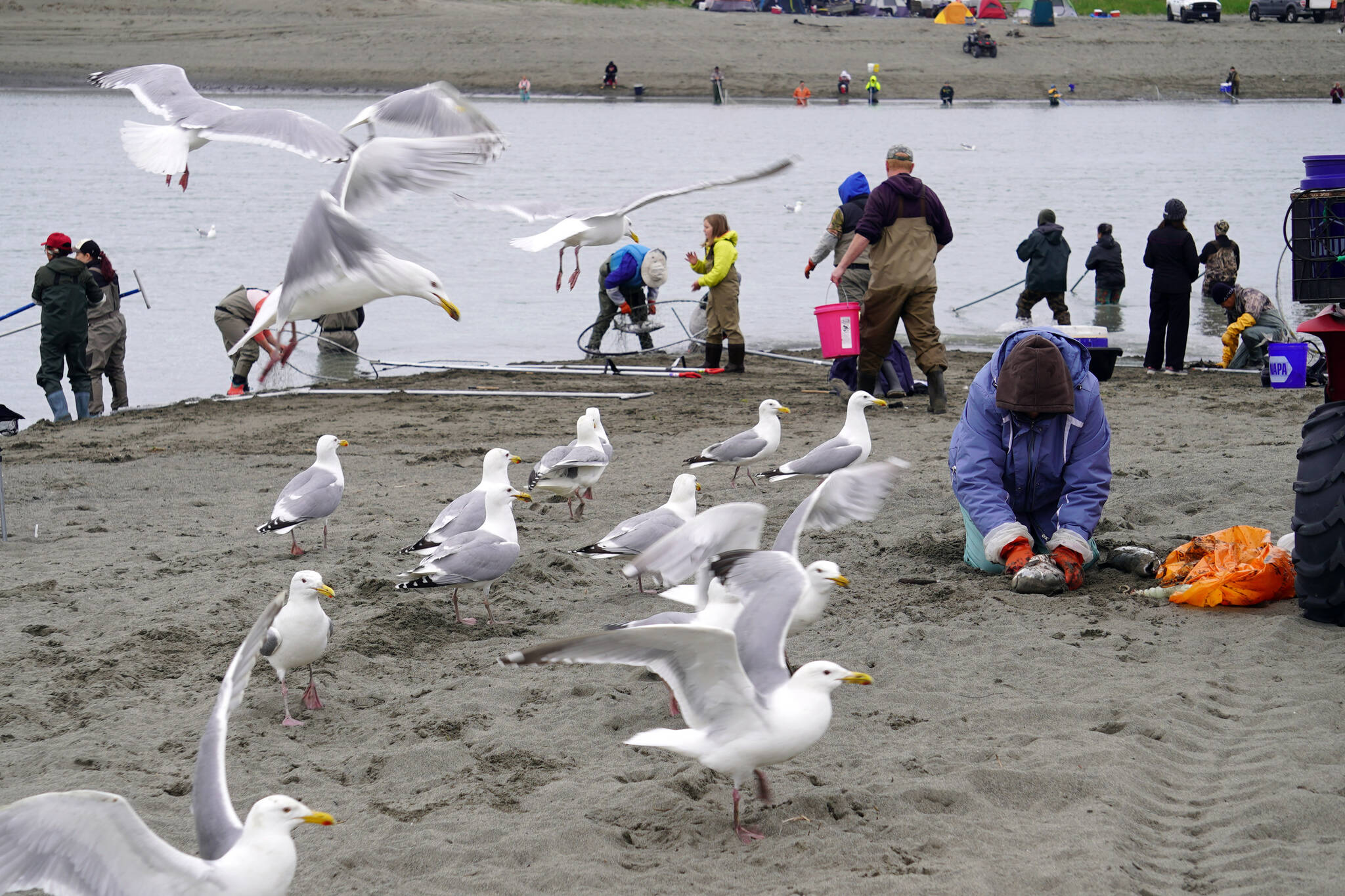 An audience of seagulls waits impatiently as an angler cleans their catch at the mouth of the Kasilof River on Monday, June 26, 2023, in Kasilof, Alaska. (Jake Dye/Peninsula Clarion)
