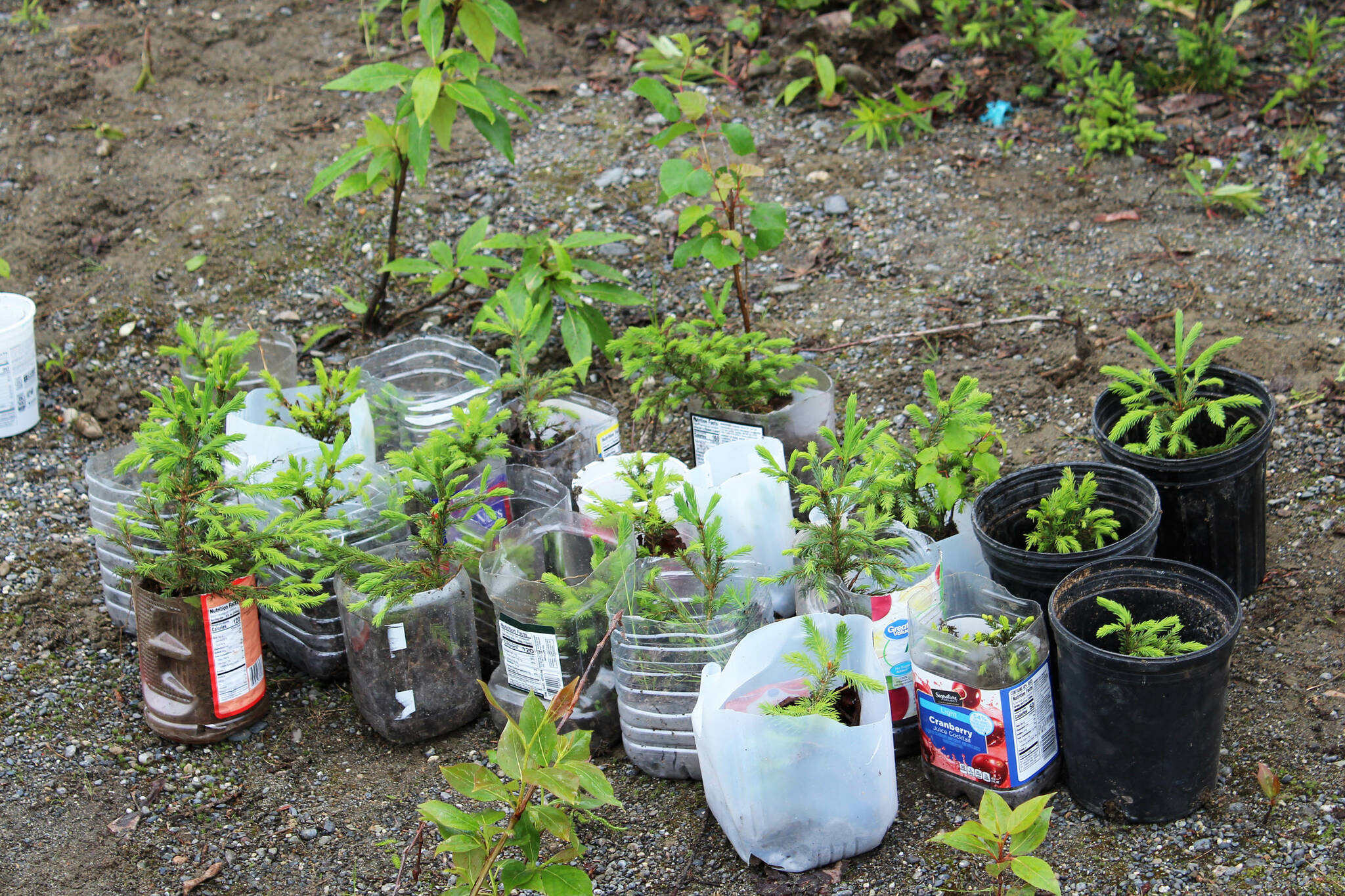 Baby white spruce trees sit newly potted near the Soldotna Regional Sports Complex on Tuesday, June 27, 2023 in Soldotna, Alaska. (Ashlyn O’Hara/Peninsula Clarion)