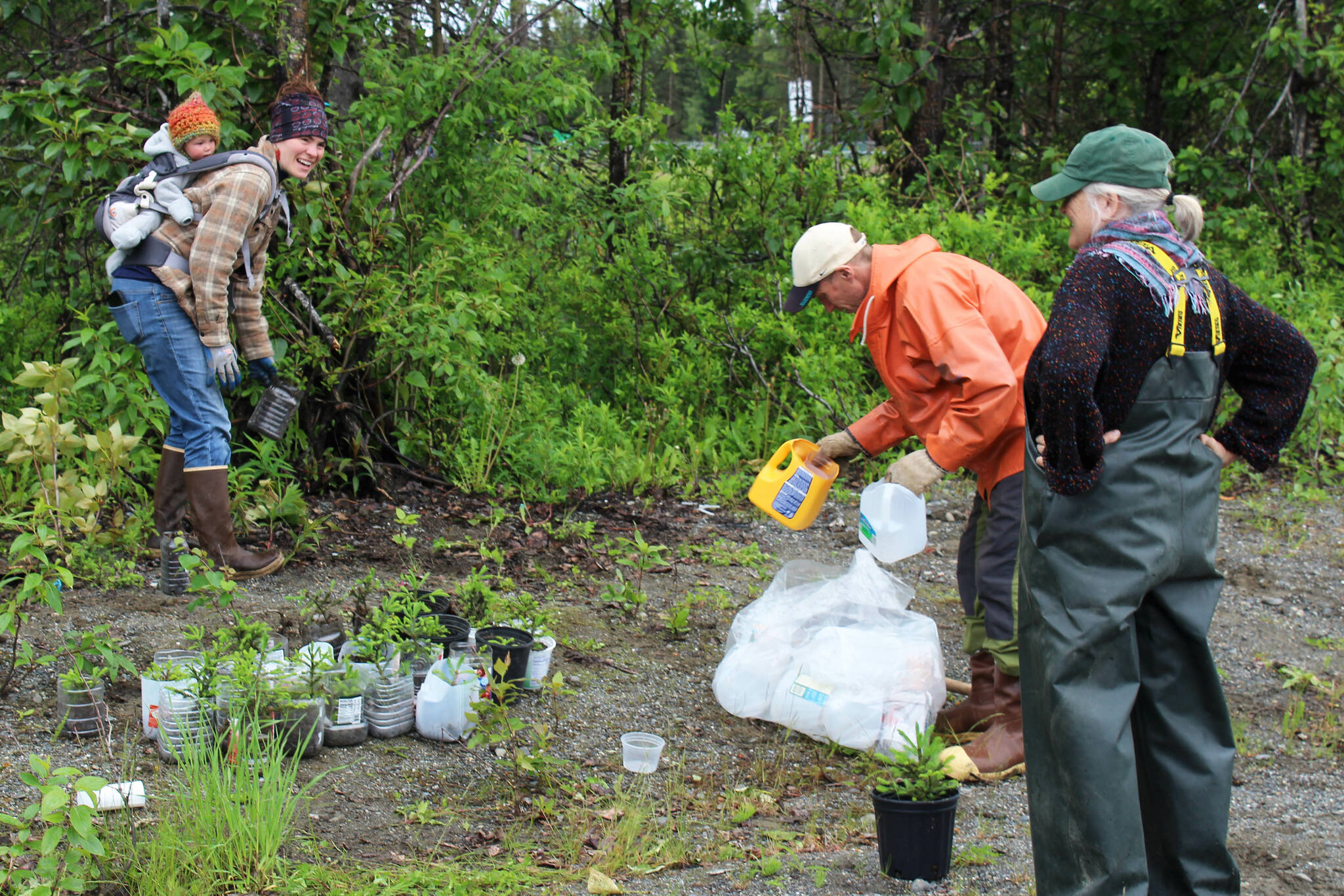 Volunteers with Cook Inletkeeper repot baby white spruce trees near the Soldotna Regional Sports Complex on Tuesday, June 27, 2023 in Soldotna, Alaska. (Ashlyn O’Hara/Peninsula Clarion)