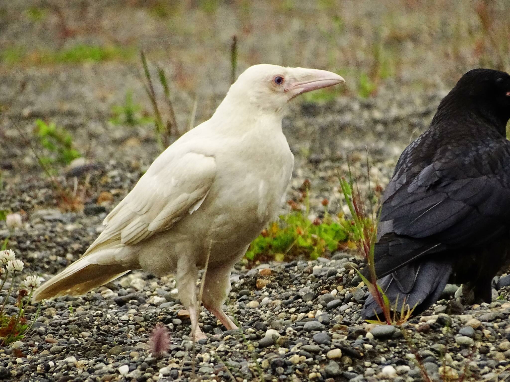 A leucistic raven, distinct for its white coloration, is photographed north of Kenai. (Photo courtesy Gregory Messimer)