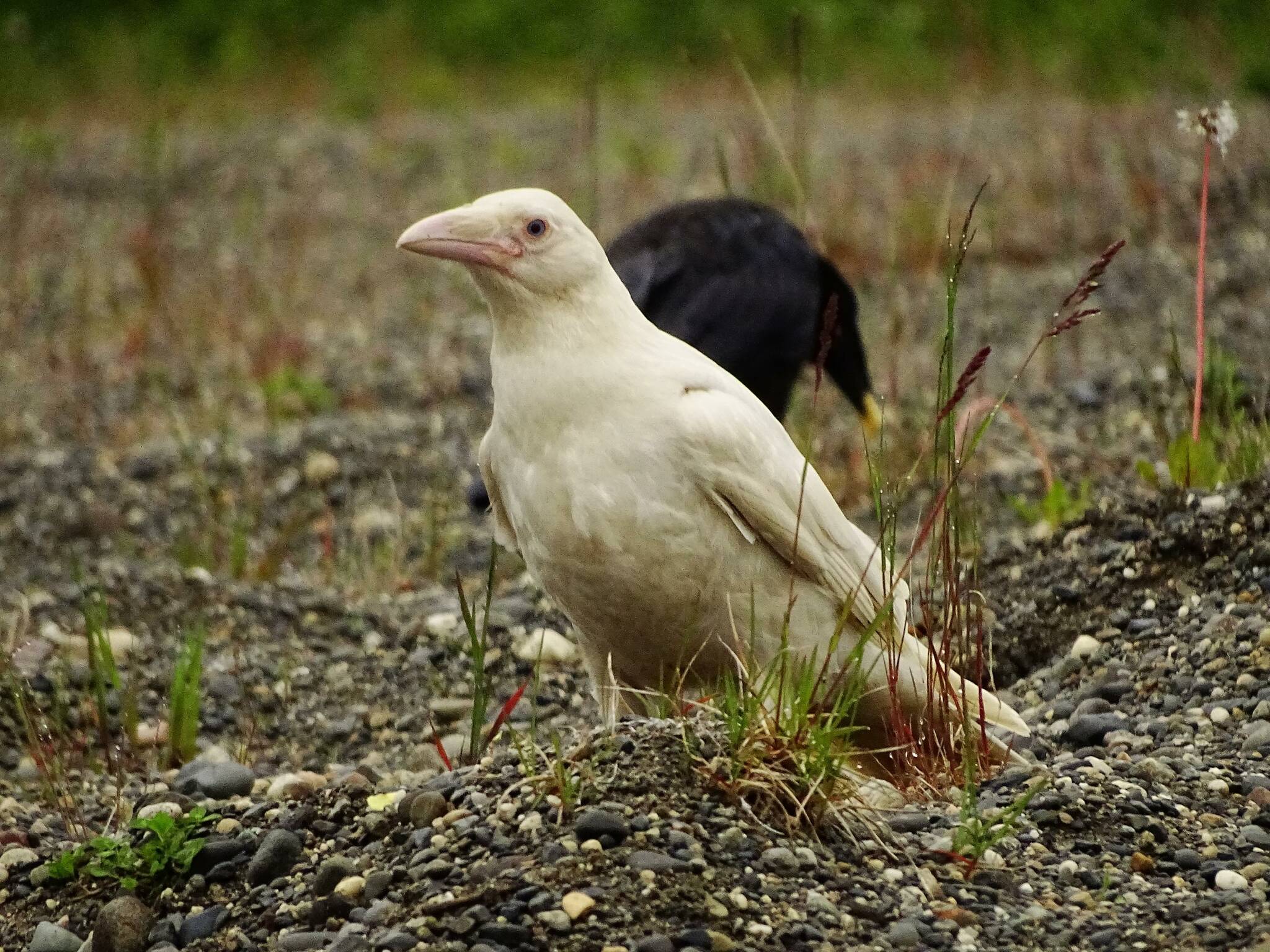 A leucistic raven, distinct for its white coloration, is photographed north of Kenai. (Photo courtesy Gregory Messimer)