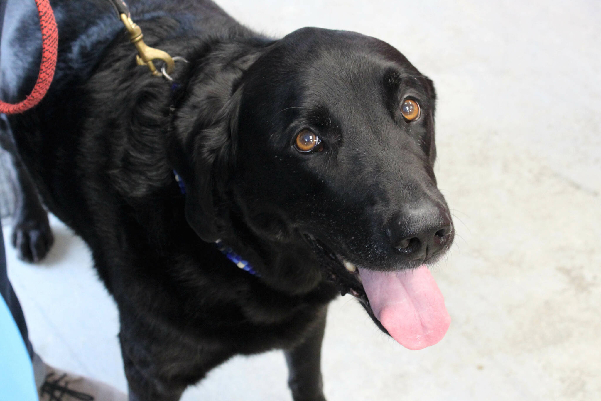 AlaSkins poster dog Max greets attendees at an event celebrating AlaSkins being named Alaska Manufacturer of the Year on Thursday, July 6, 2023 in Soldotna, Alaska. (Ashlyn O’Hara/Peninsula Clarion)