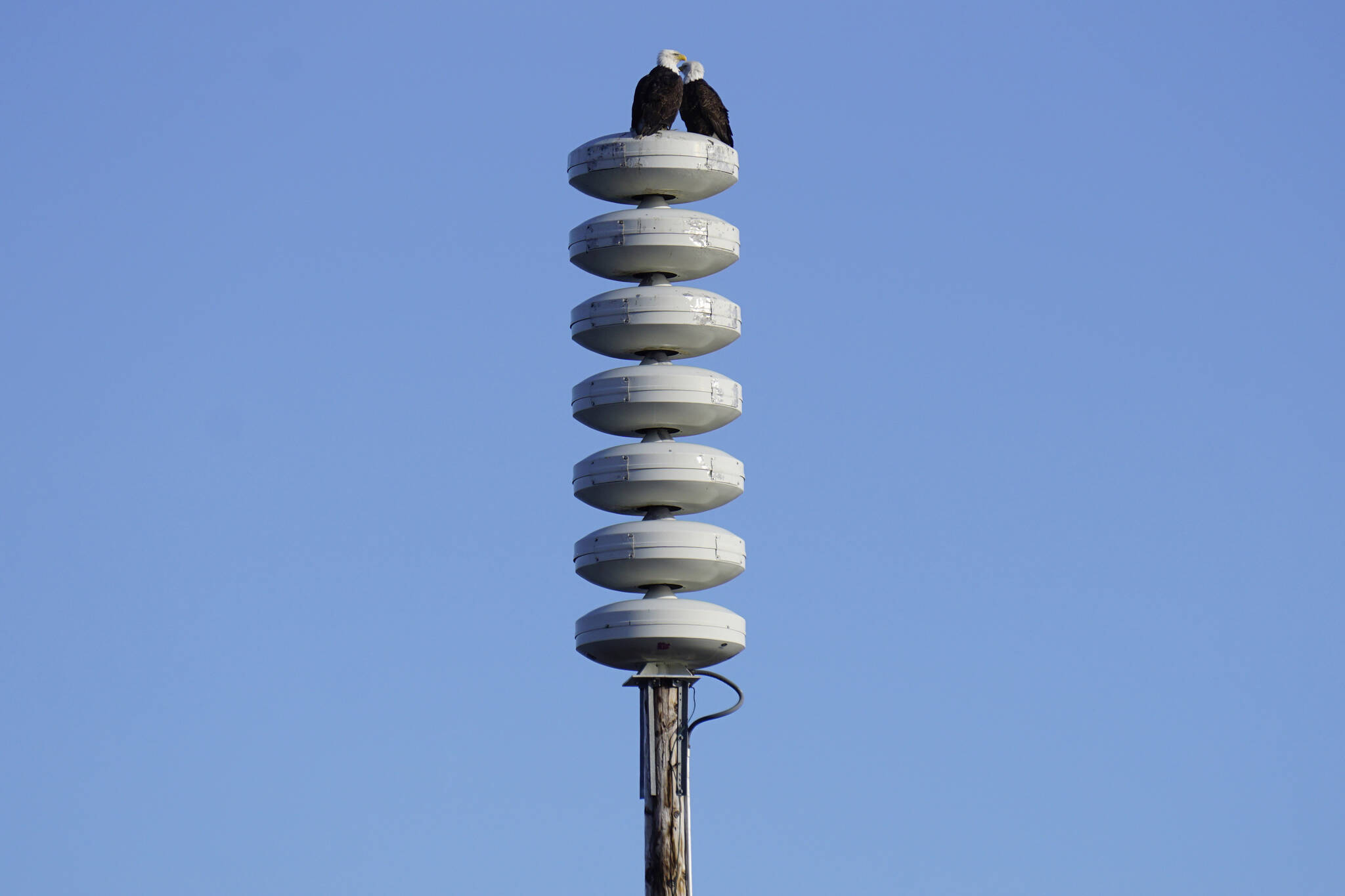 Two bald eagles perch Monday, March 14, 2022, on a tsunami warning tower on the Homer Spit. (Photo by Michael Armstrong/Homer News file)