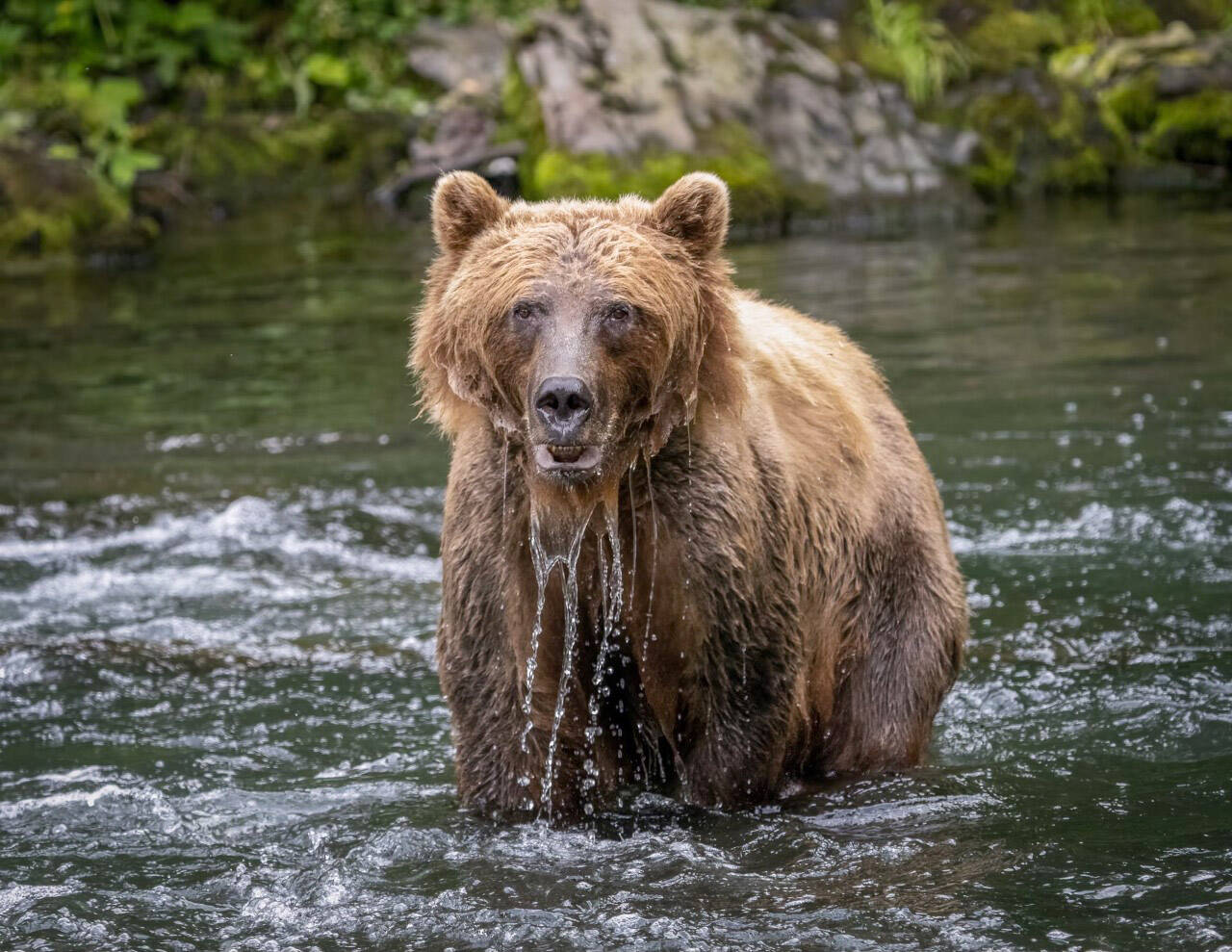 A bear behaving naturally on the river. (Photo by Colin Canterbury/ USFWS)