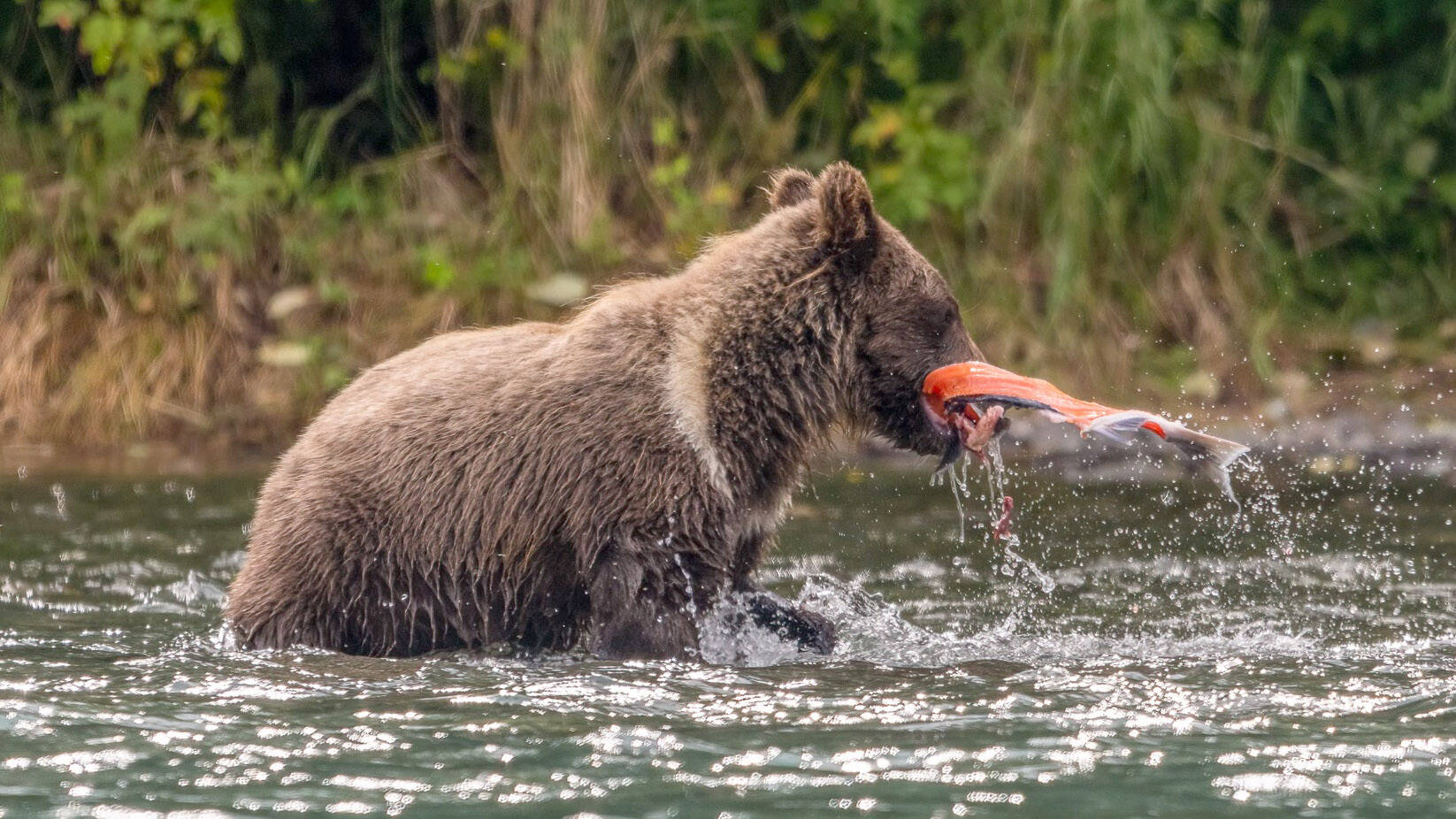 A brown bear cub “catches” a salmon carcass. (Photo by C. Canterbury/USFWS)