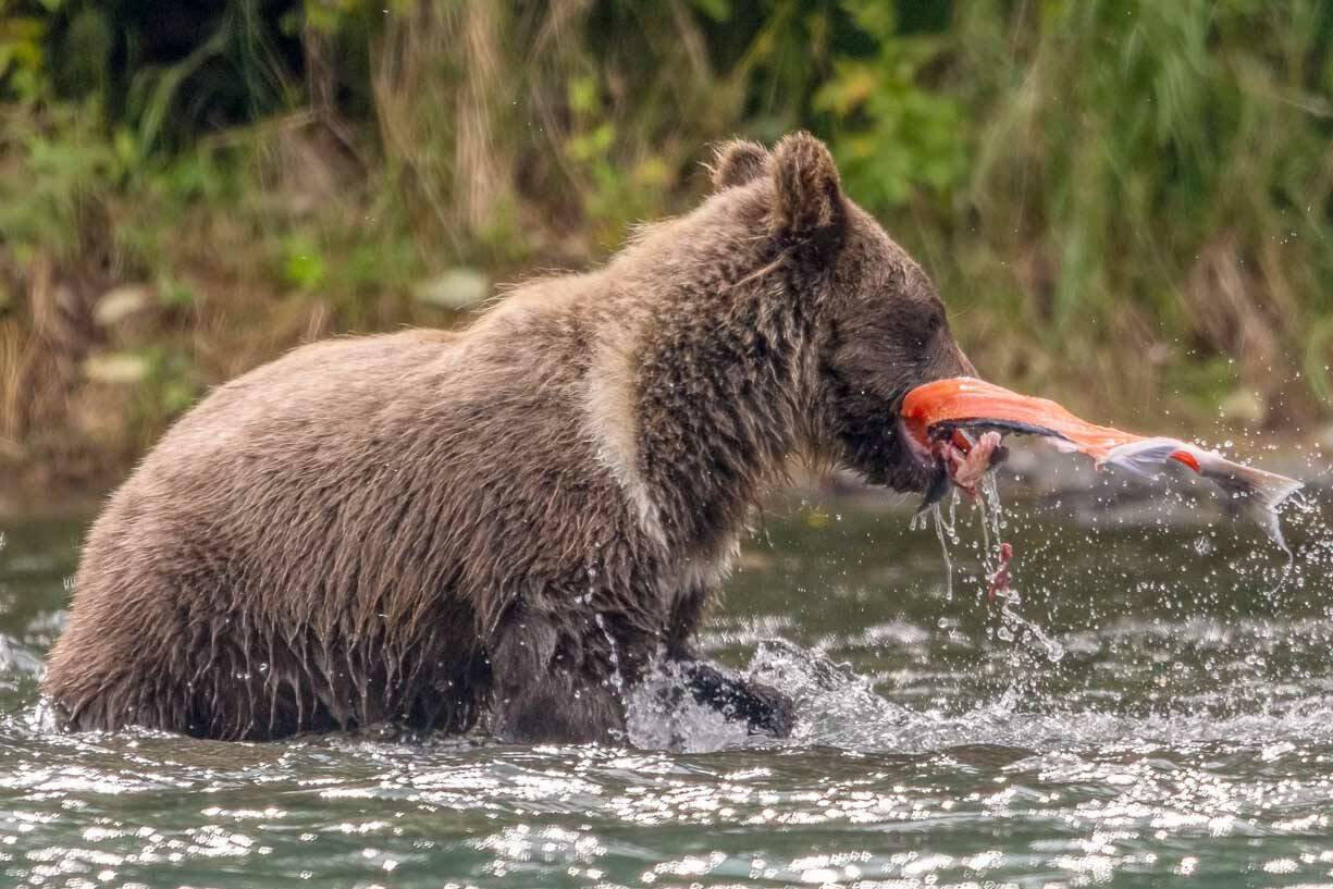 A brown bear cub "catches" a salmon carcass. (Photo by C. Canterbury/USFWS)