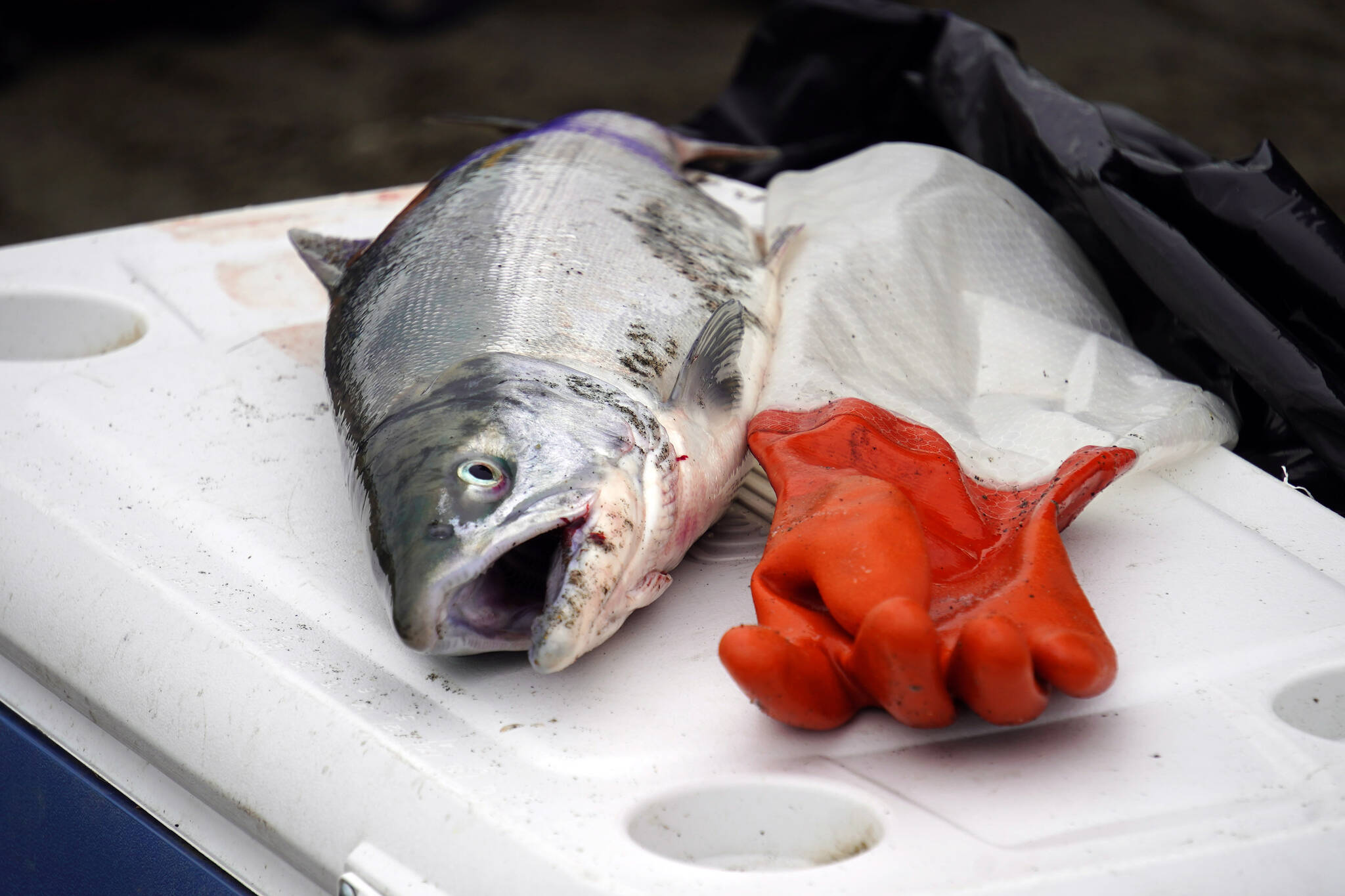 A sockeye salmon rests atop a cooler at the mouth of the Kasilof River on Monday, June 26, 2023, in Kasilof, Alaska. (Jake Dye/Peninsula Clarion)