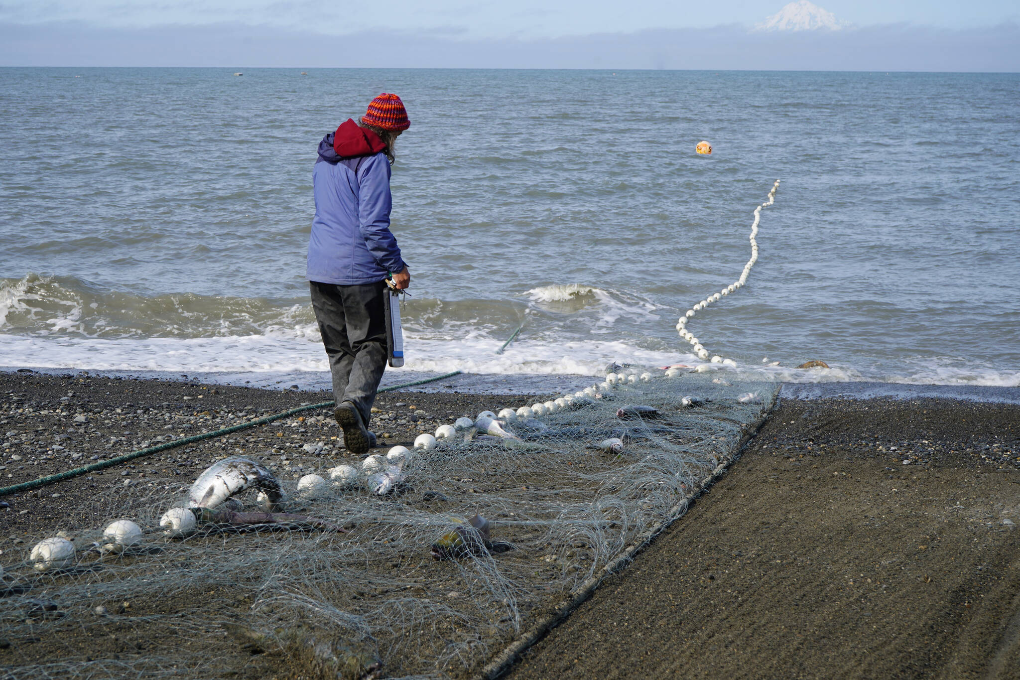 Sandy Simons counts each fish by species as they’re pulled to shore in a set gillnet at a test site for selective harvest setnet gear in Kenai, Alaska, on Tuesday, July 25, 2023. (Jake Dye/Peninsula Clarion)